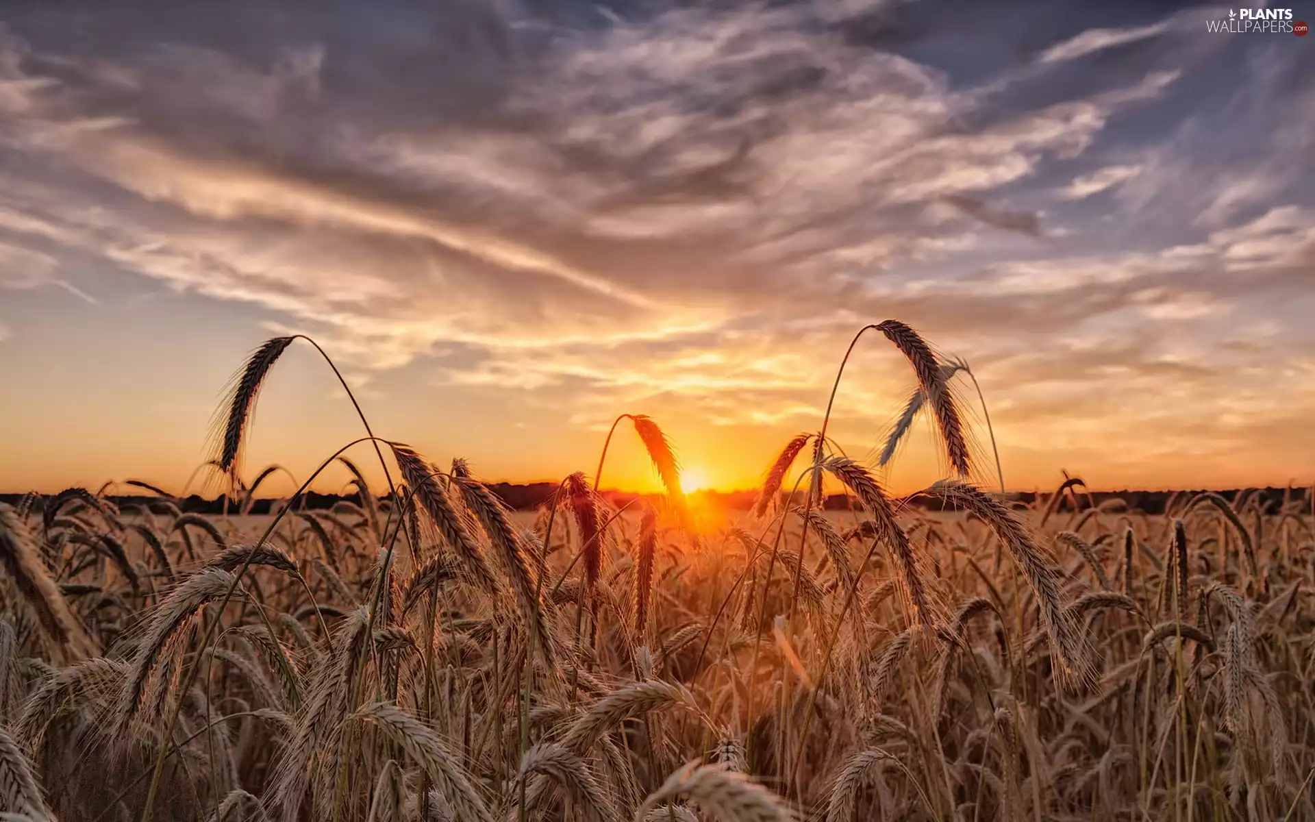 west, Sky, Field, Corn, Sun, clouds