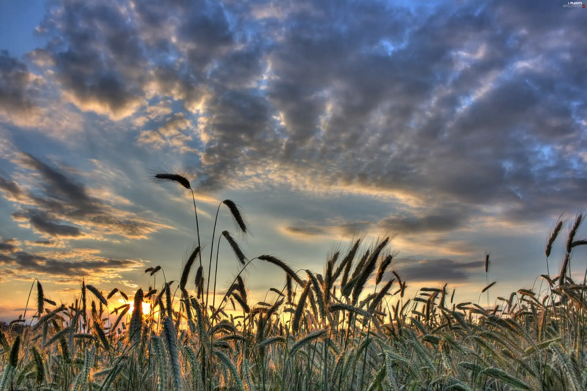 clouds, corn