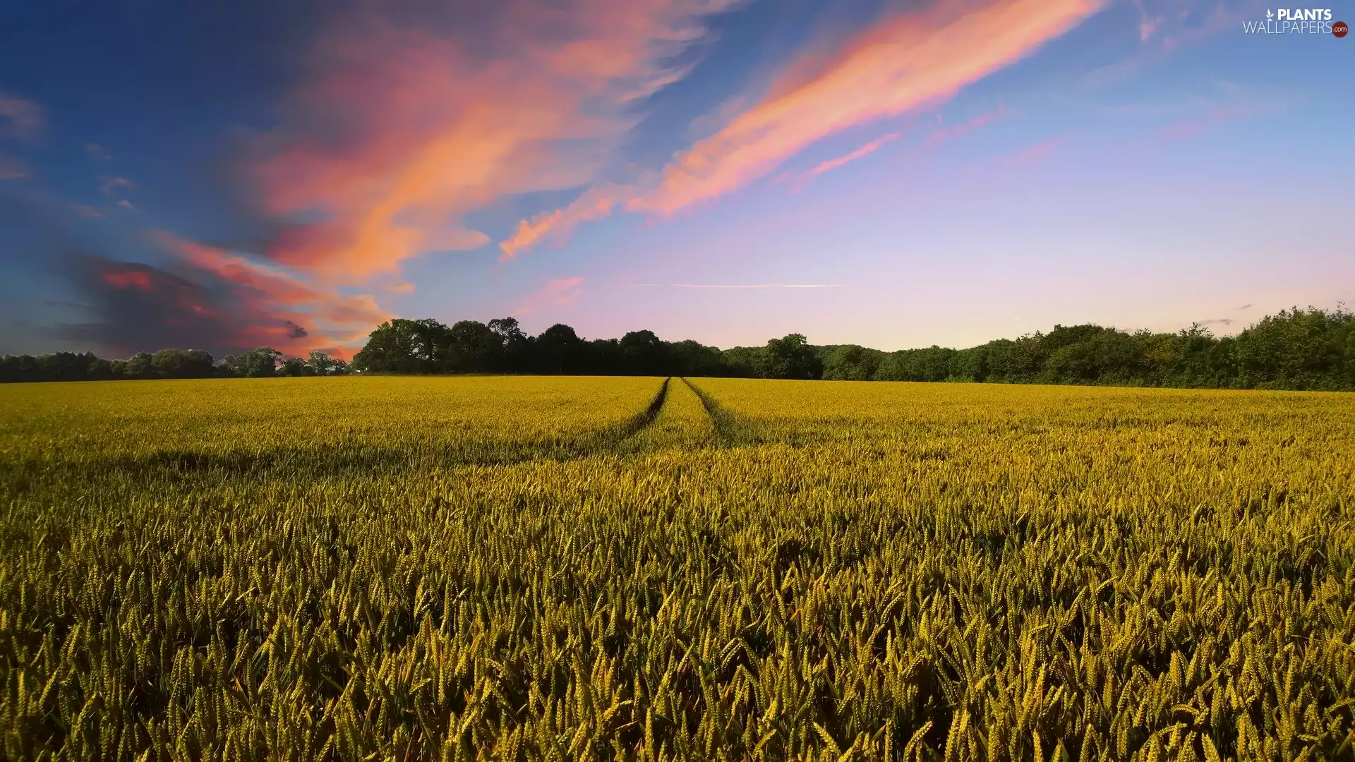 viewes, Great Sunsets, corn, trees, Cornfield