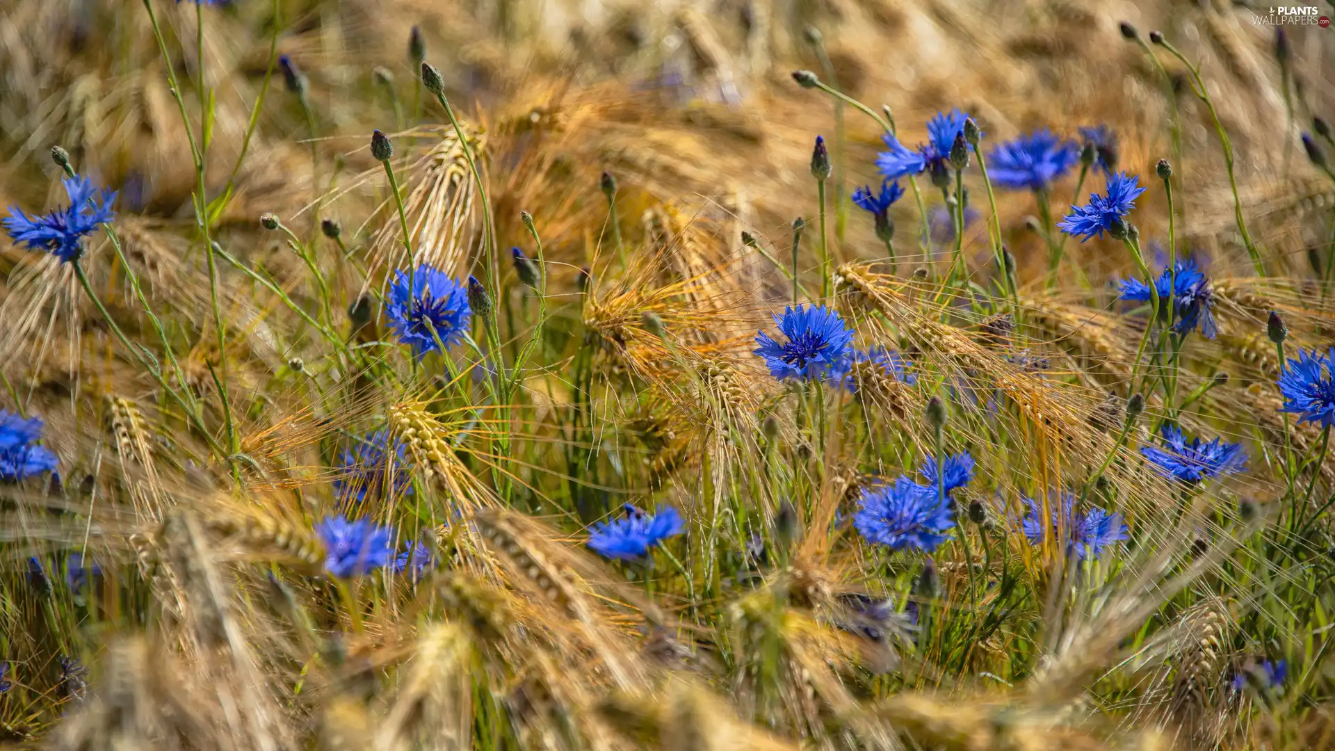 corn, Flowers, cornflowers