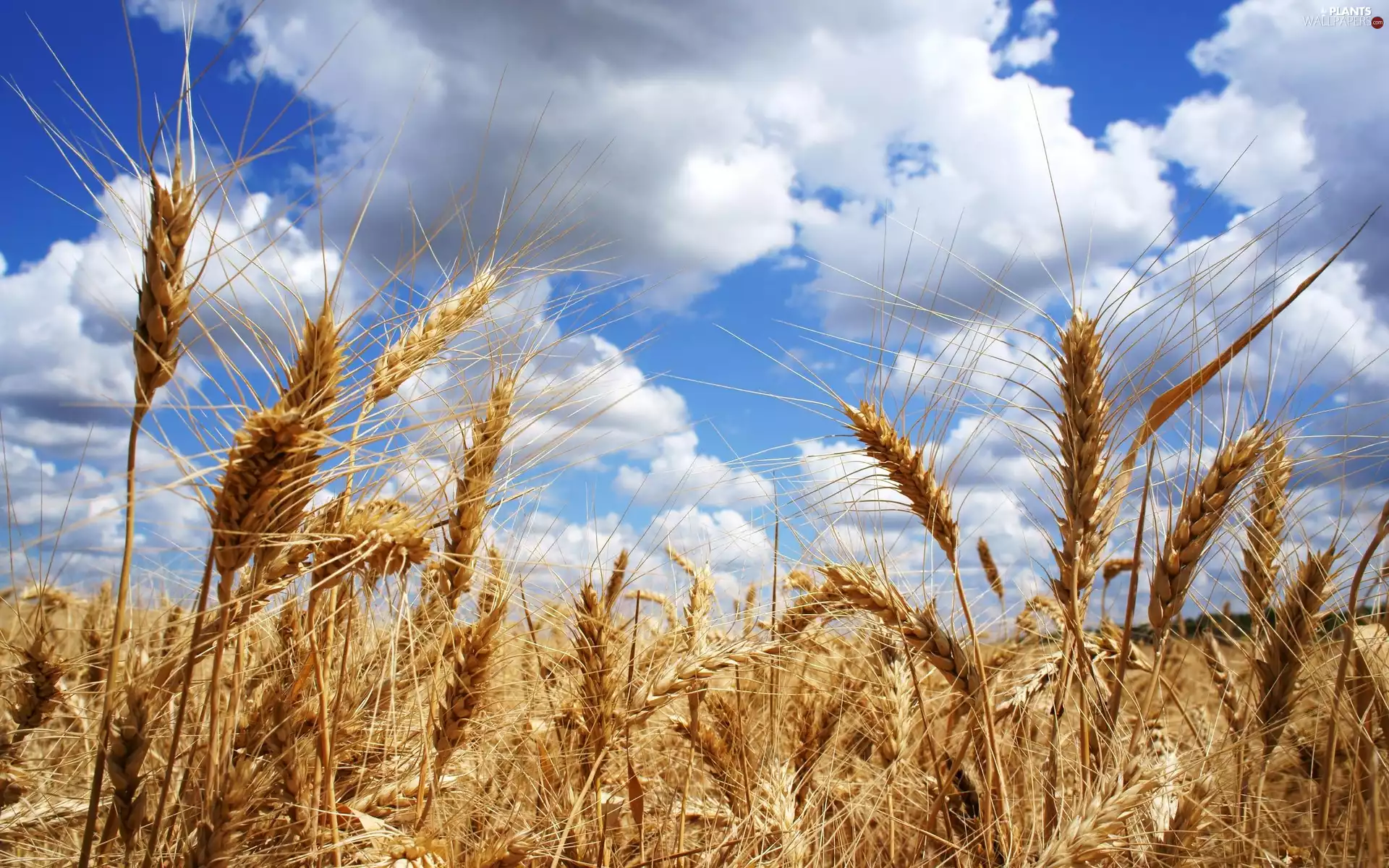 Ears, Sky, clouds, corn