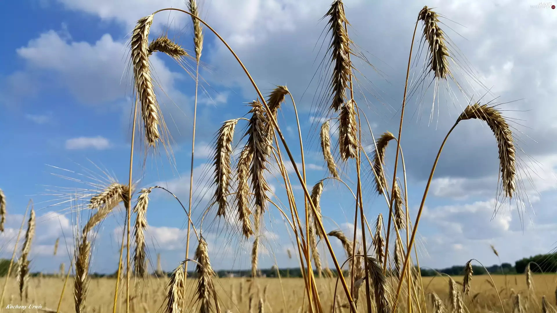 Ears, Sky, Field, corn