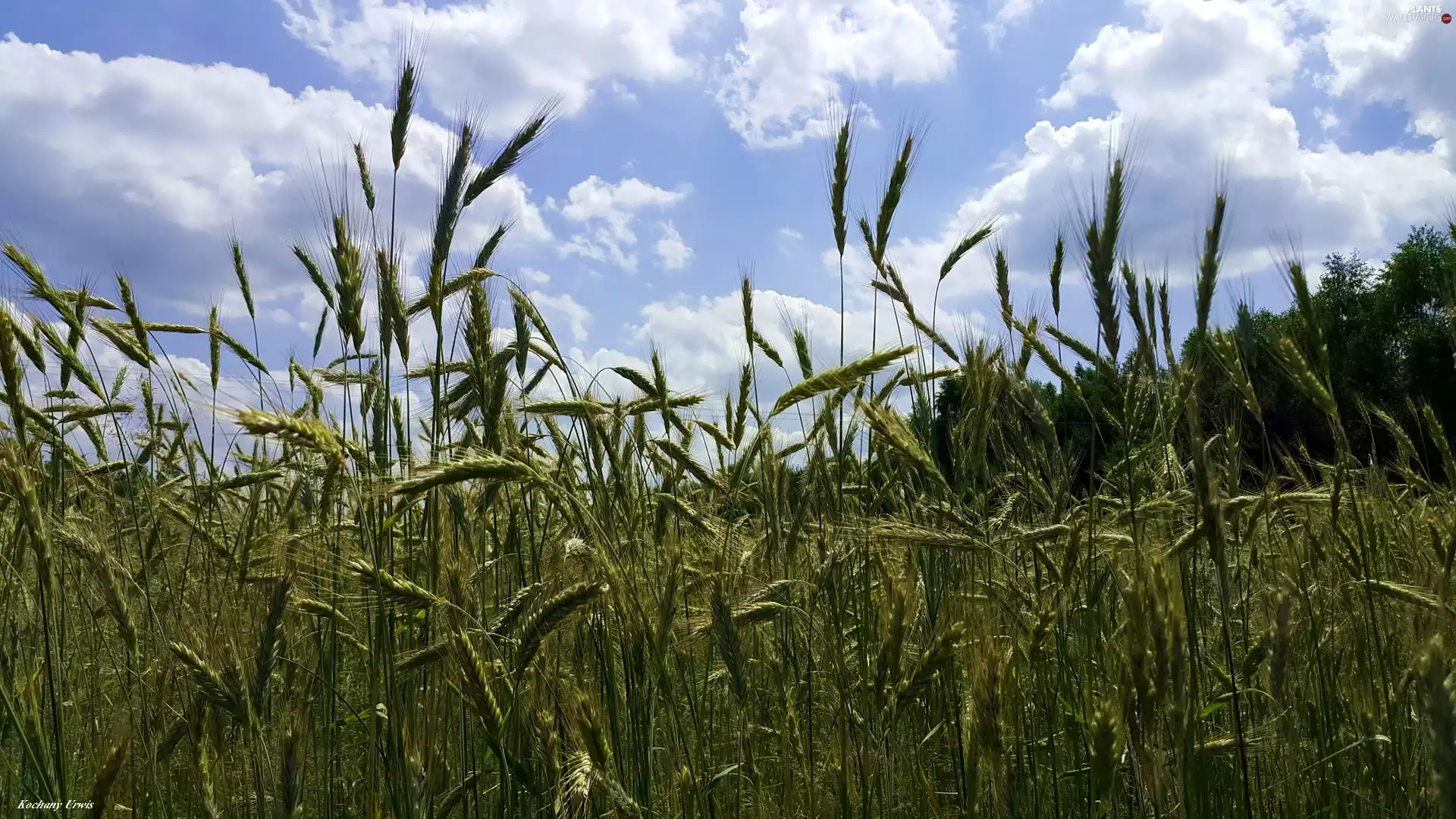 corn, Sky, Ears