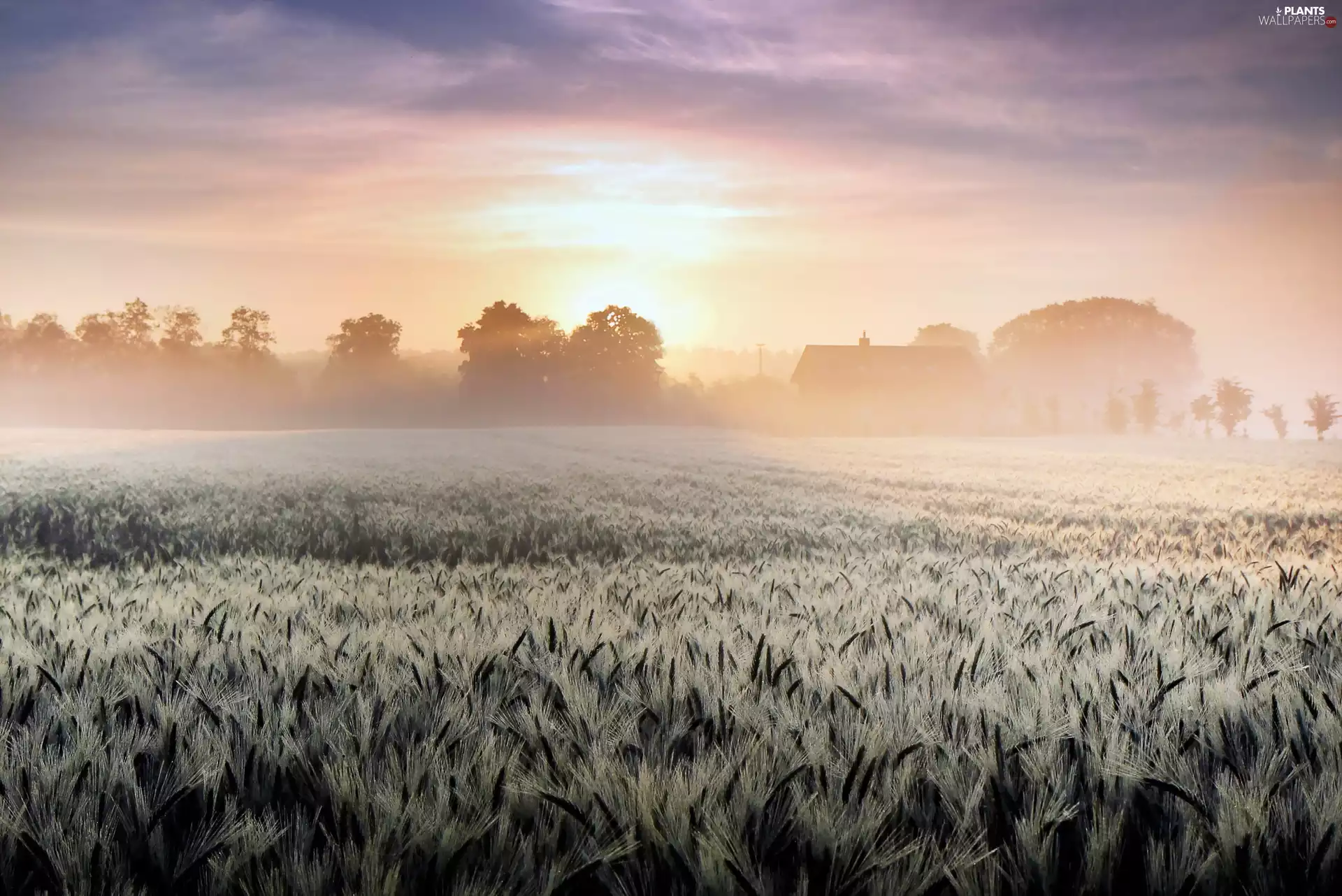 Fog, corn, east, sun, Field