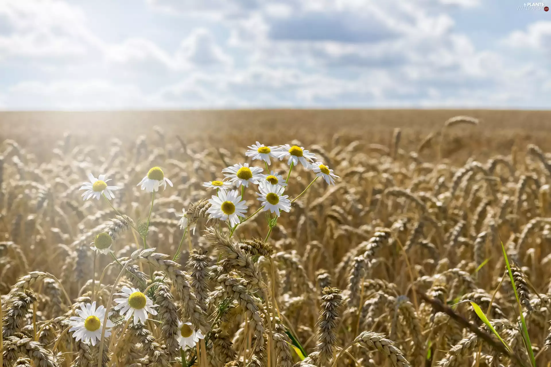 Field, Flowers, chamomile, corn