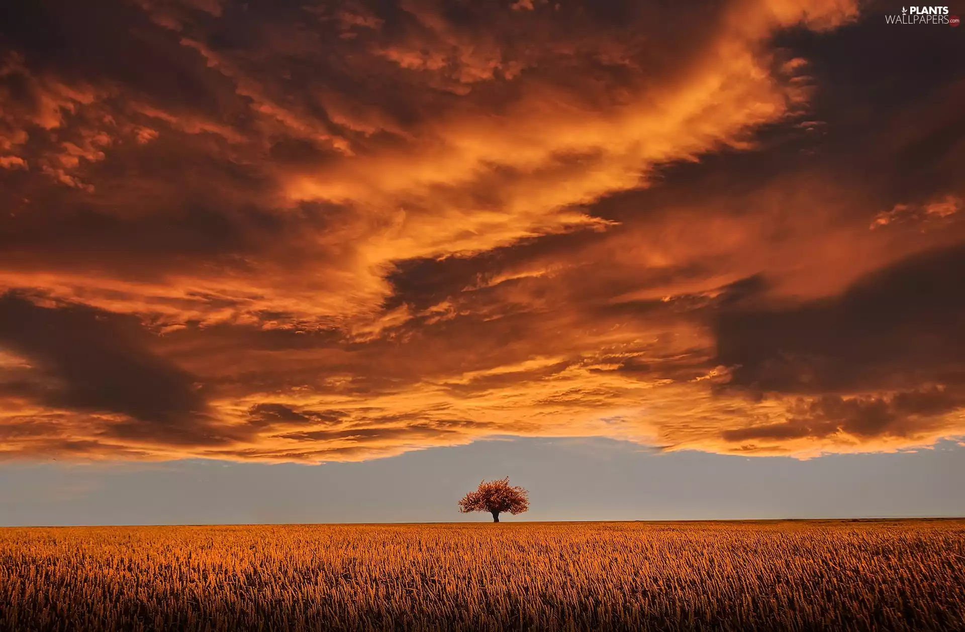 Field, trees, clouds, corn