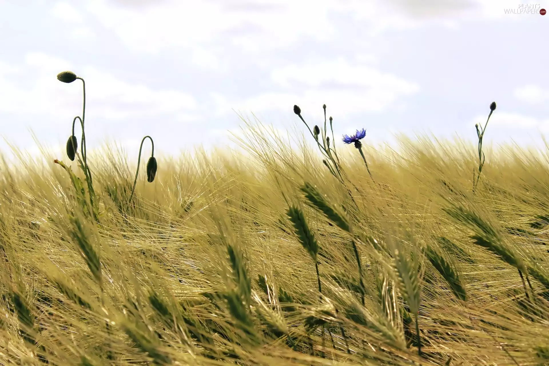 Field, Ears, cornflowers, corn