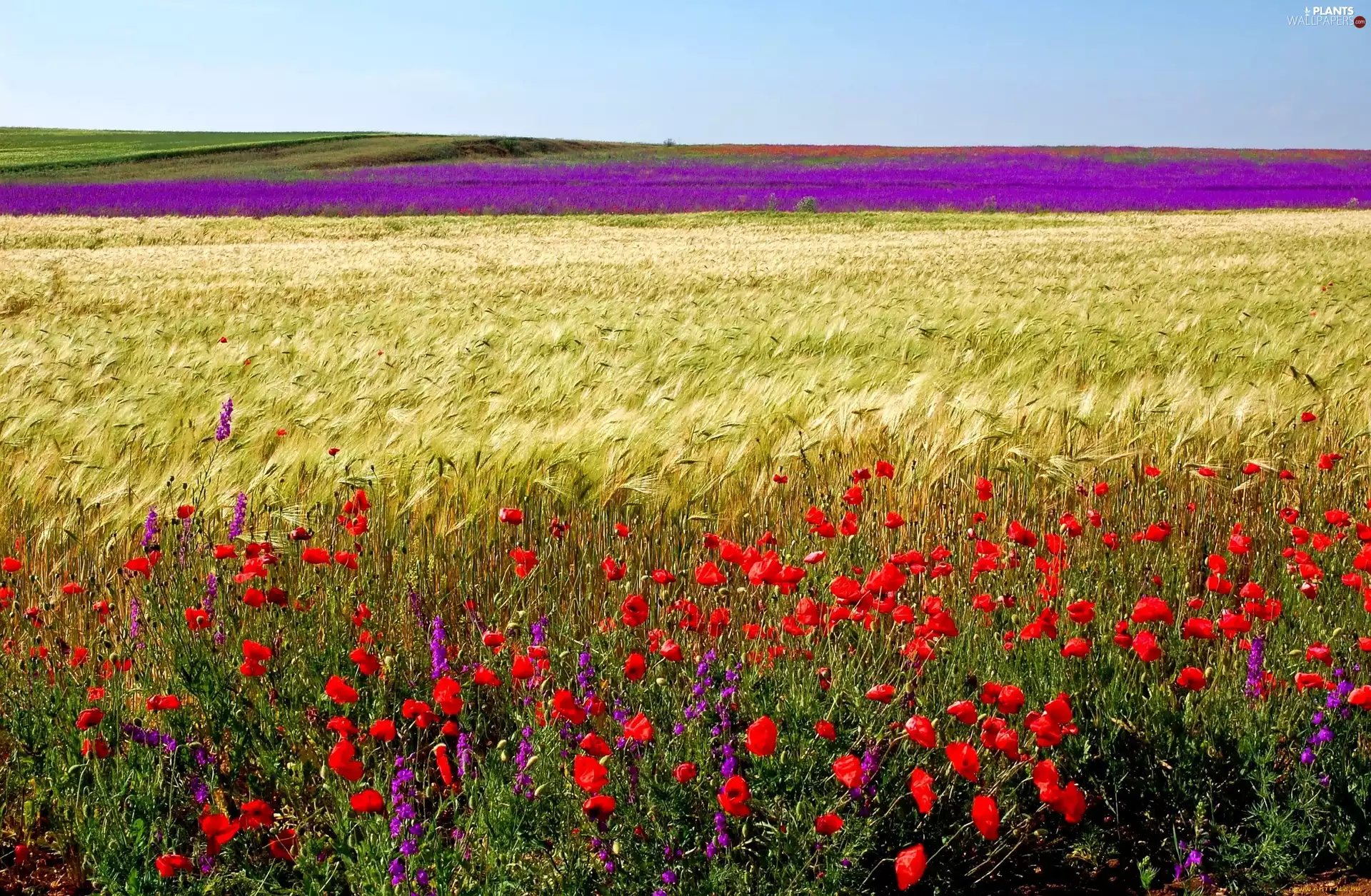 Field, Flowers, papavers, corn