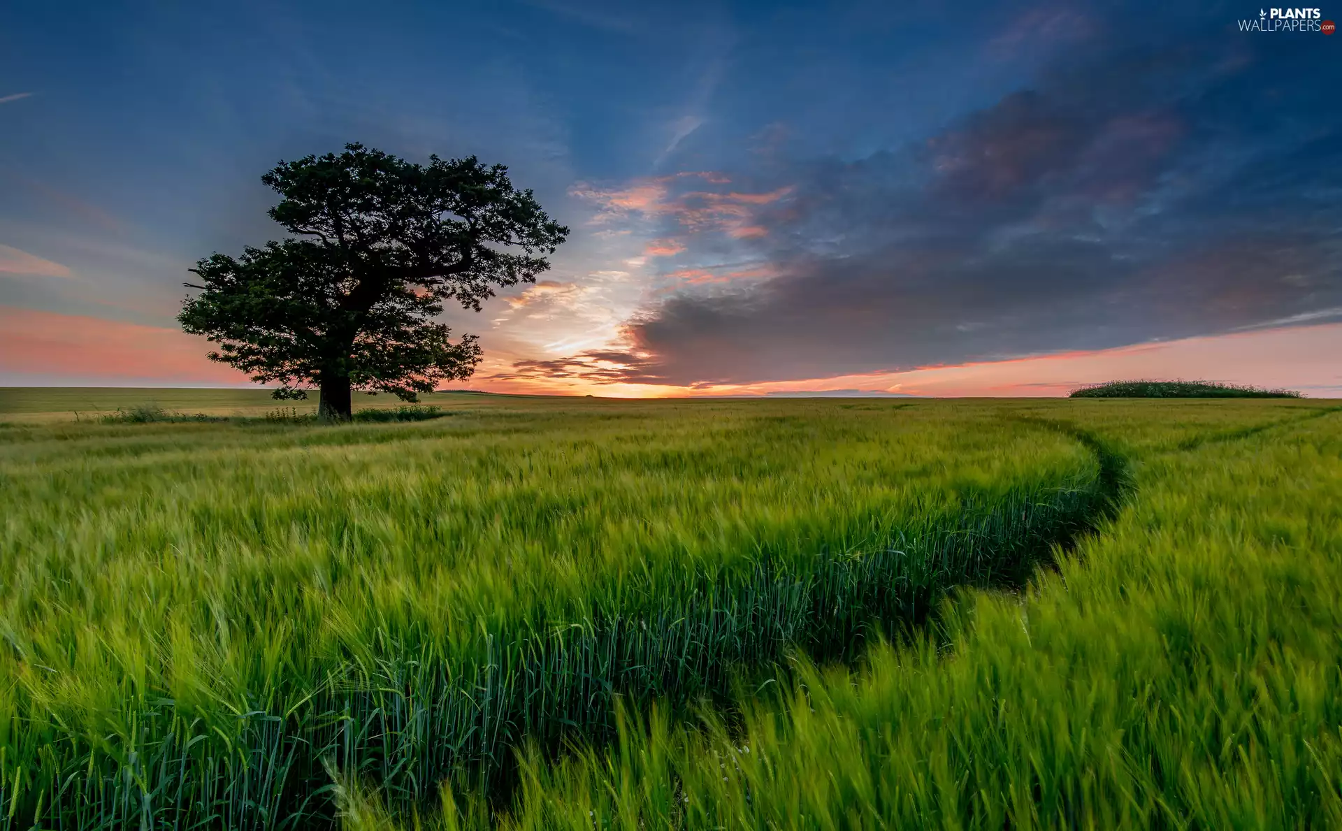 Field, trees, Path, corn