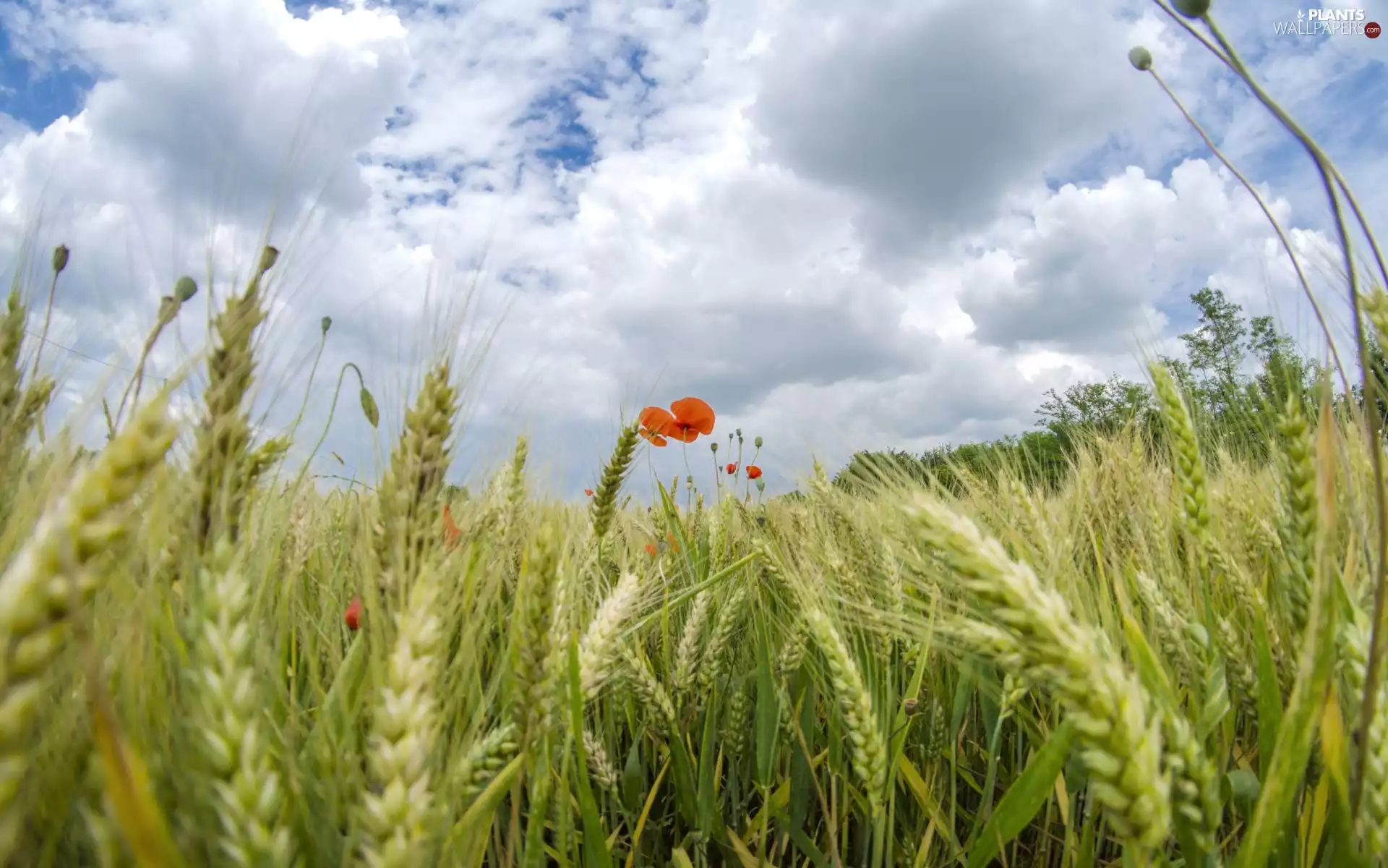 Field, papavers, Sky, corn