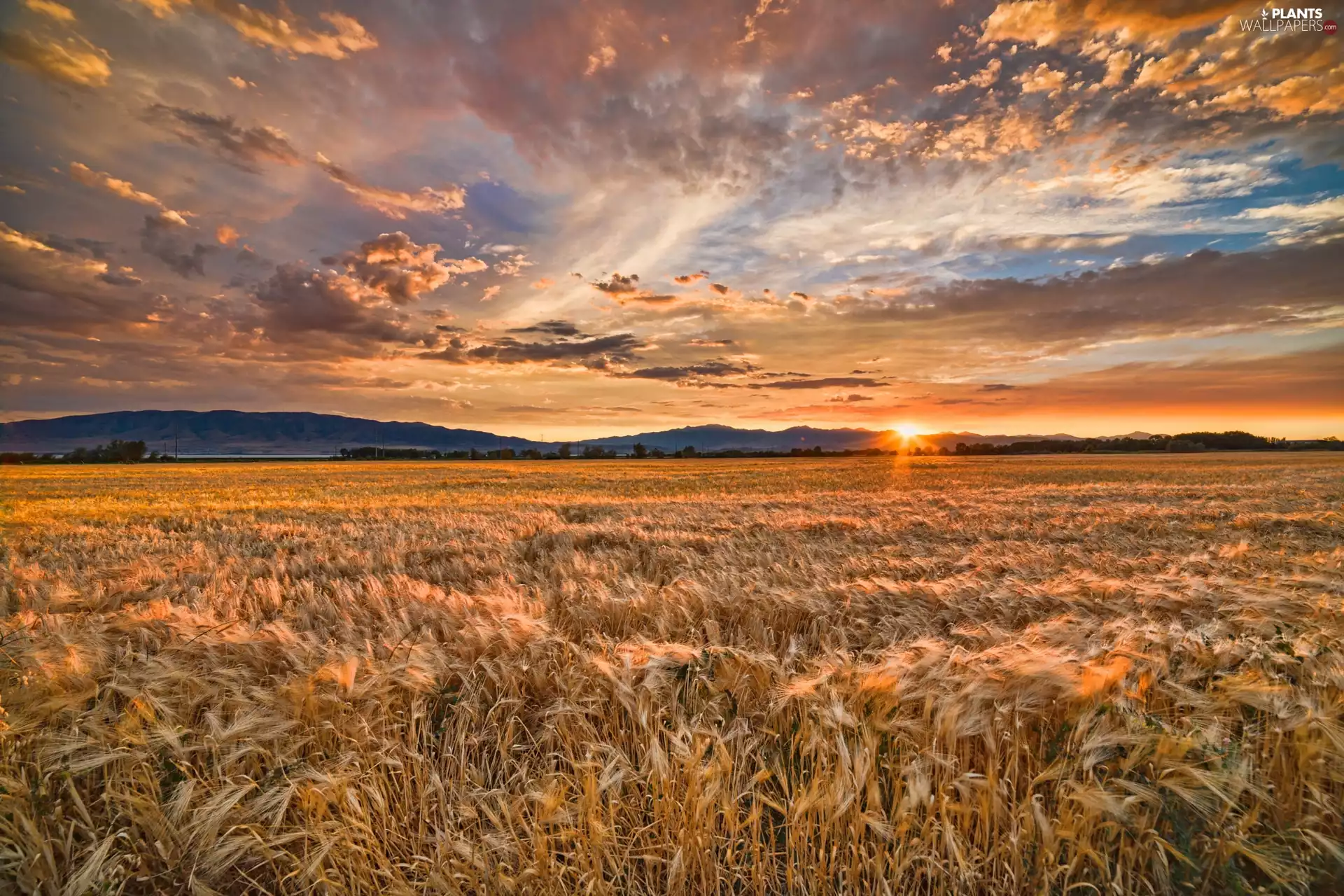 Field, east, sun, corn