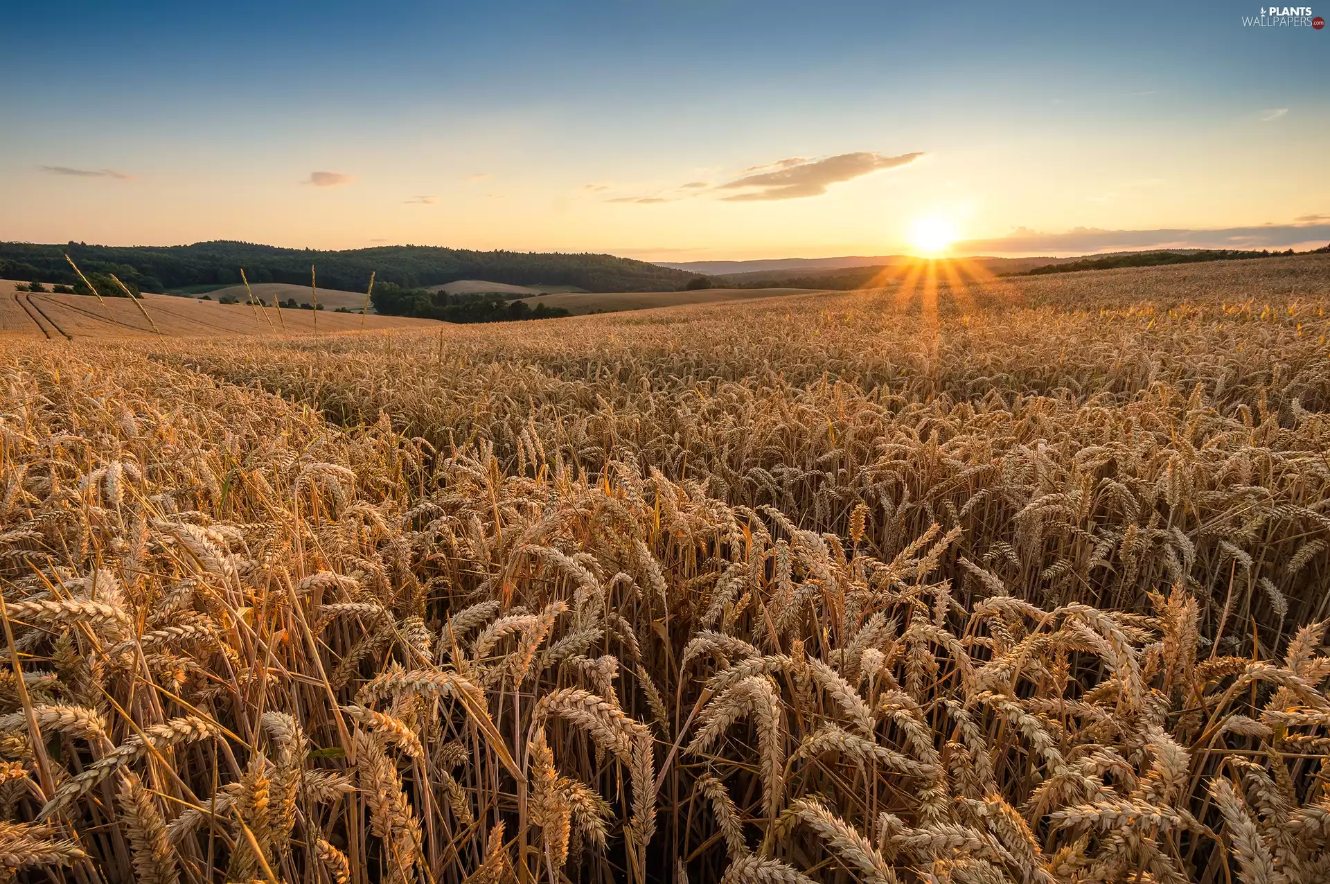 Field, east, sun, corn