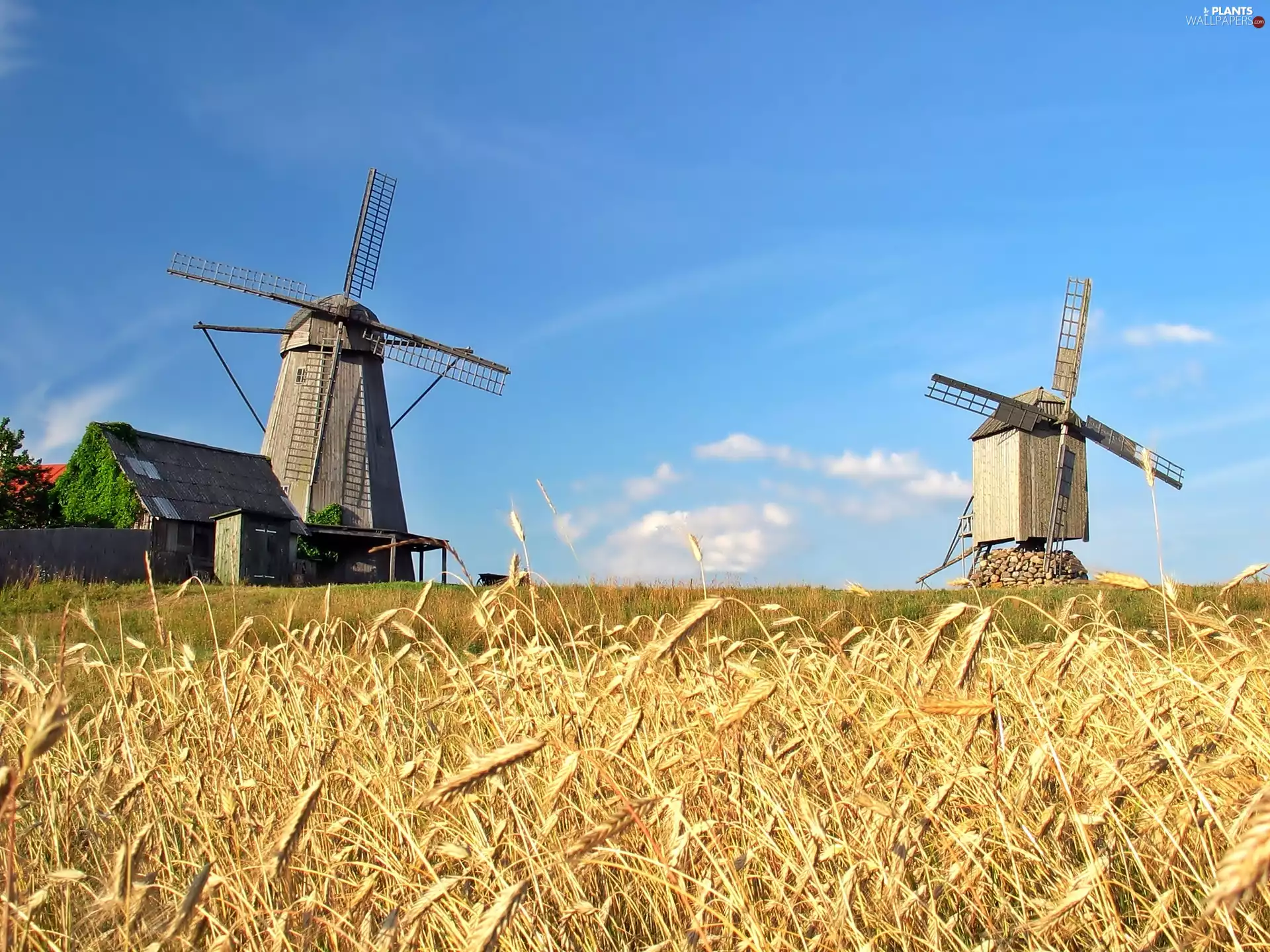corn, Windmills, Field