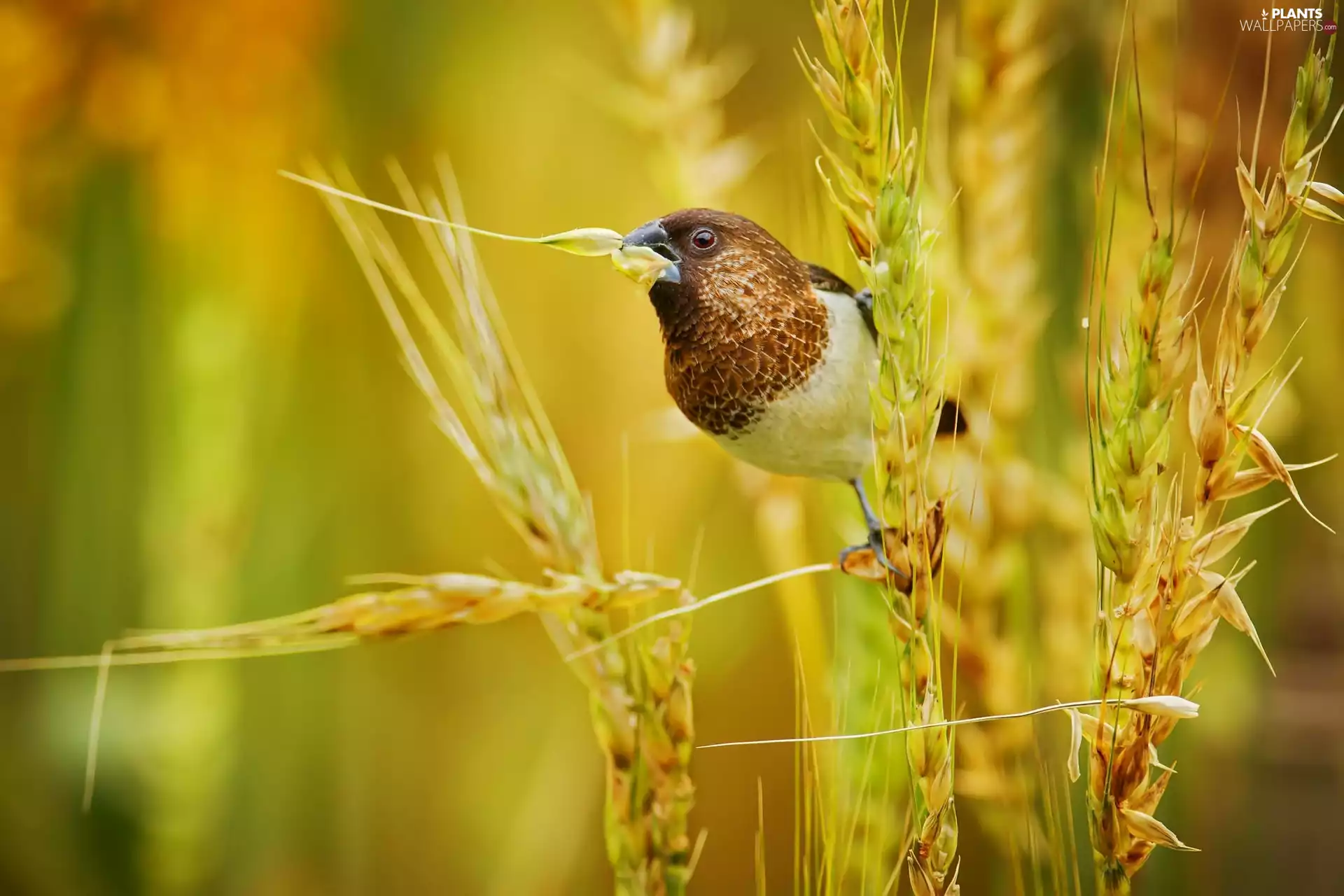 Japanese Gouldian Finch, corn