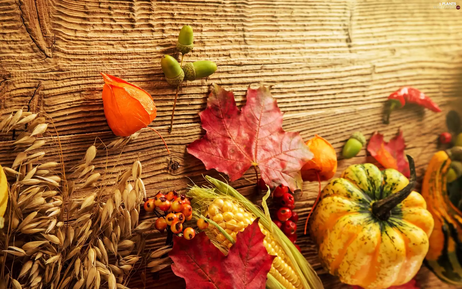 pumpkin, Leaf, autumn, corn