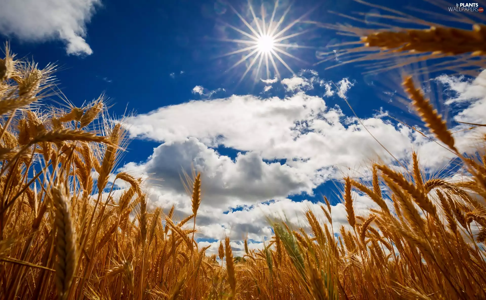 sun, corn, rays, sun, clouds