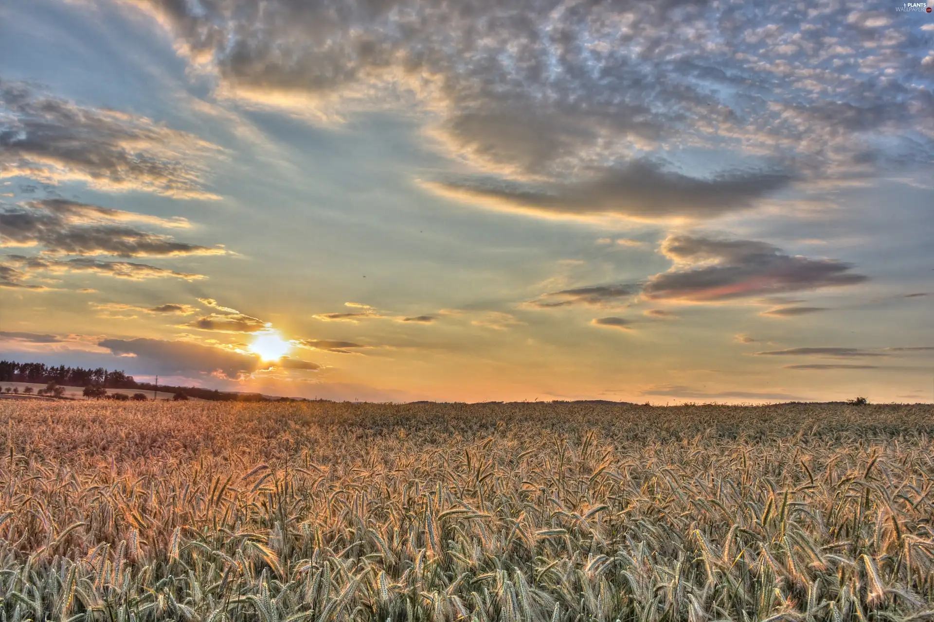 Sky, corn