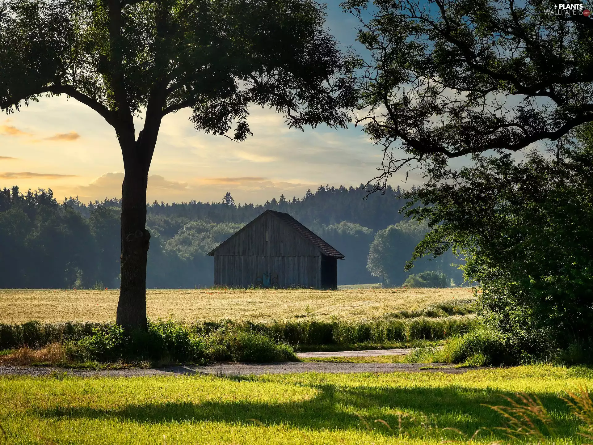 Way, Field, viewes, corn, cote, trees, forest