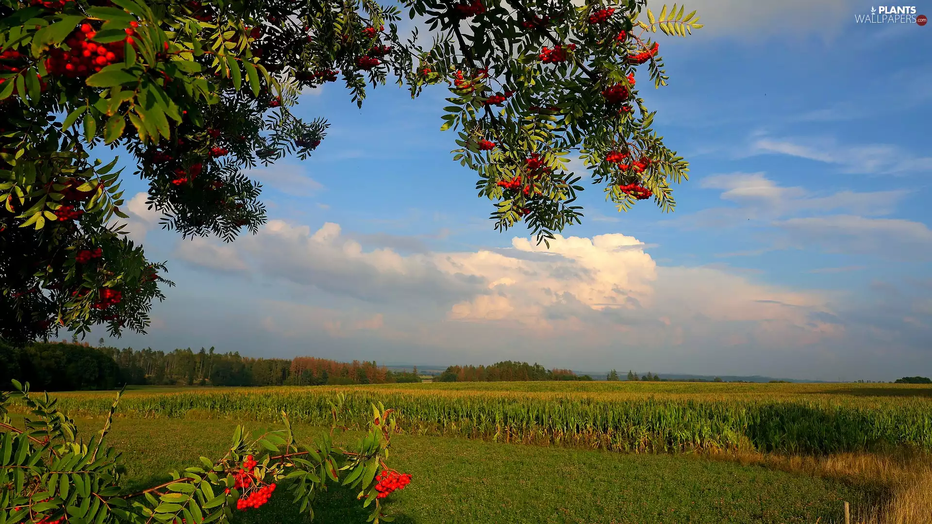 Field, corn, viewes, Plant, trees