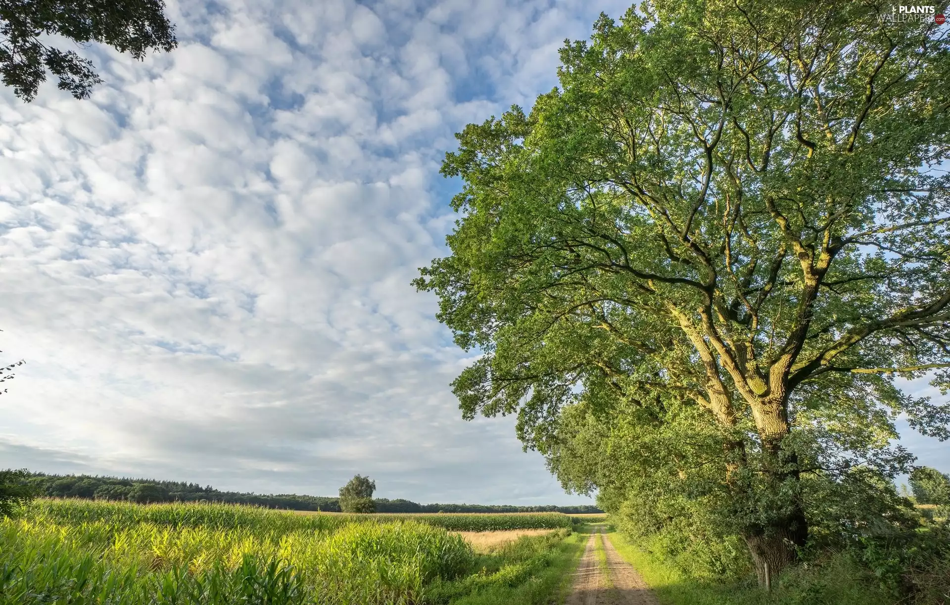 Field, corn, Way, trees, Field
