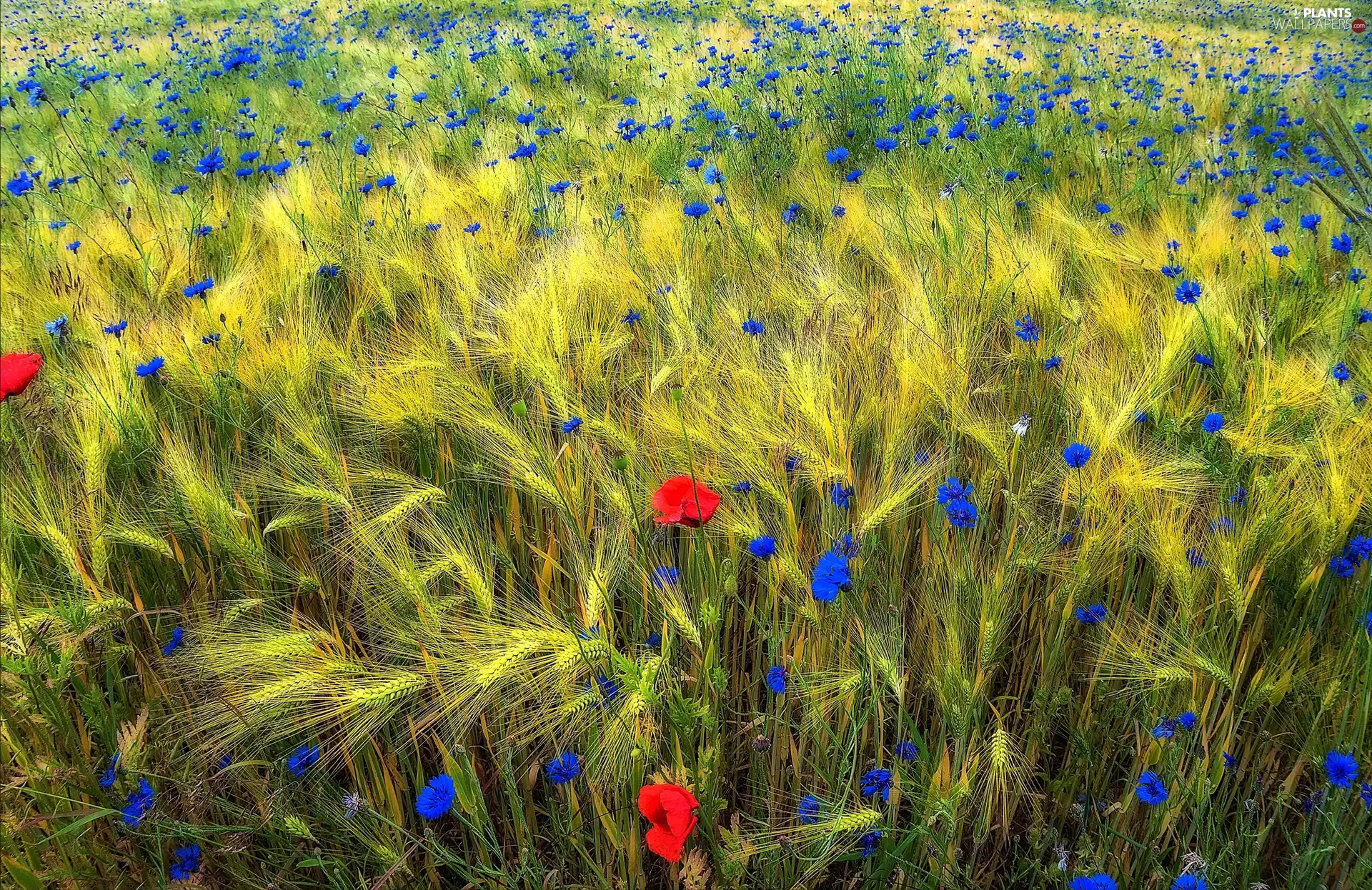 cornflowers, corn, papavers