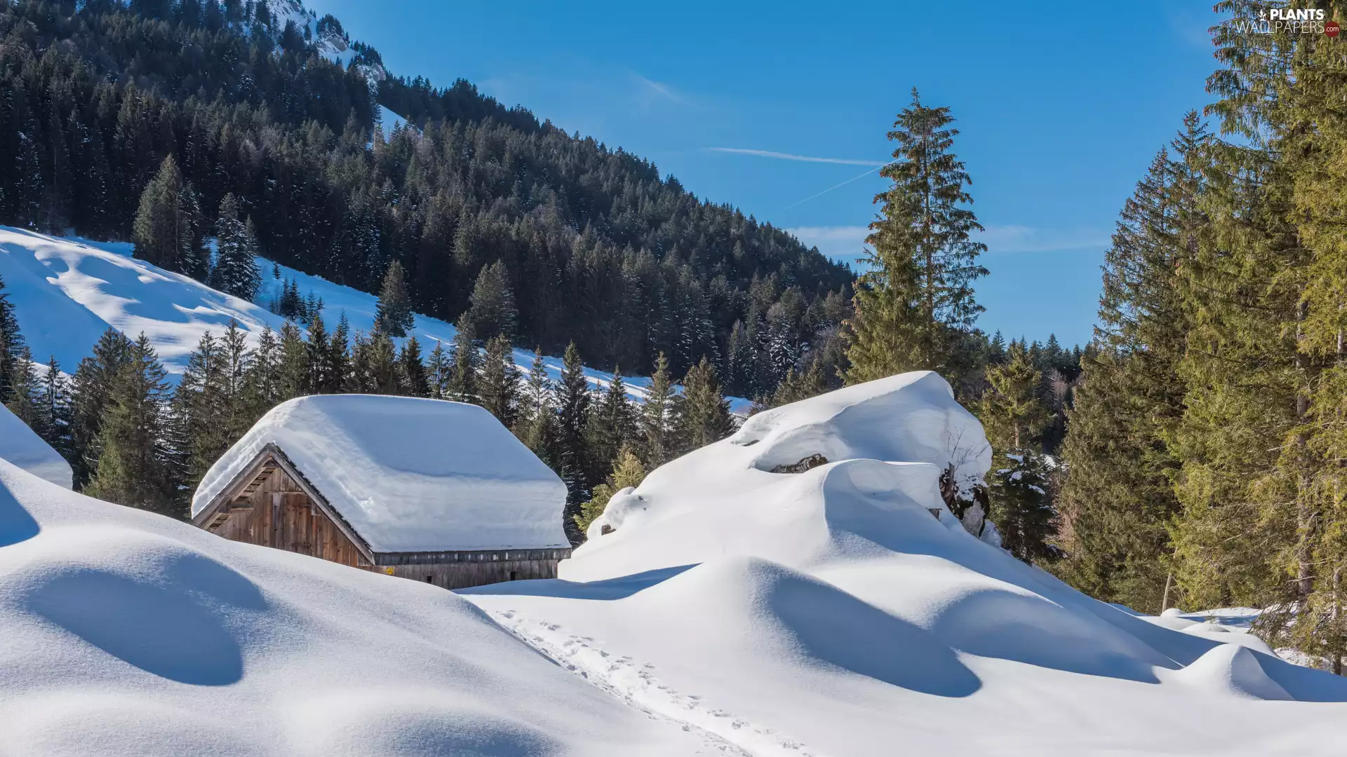 forest, trees, snow, viewes, drifts, Mountains, winter, cote