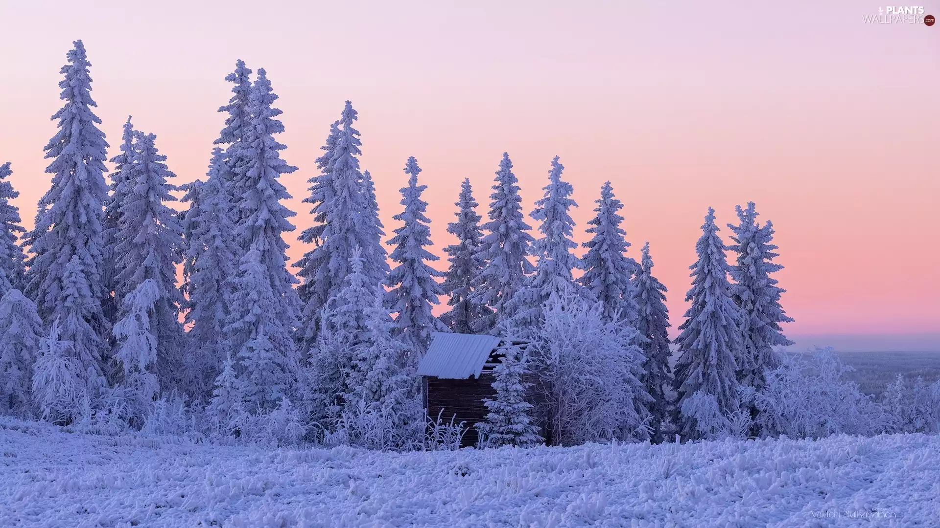 trees, winter, grass, cote, viewes, Snowy
