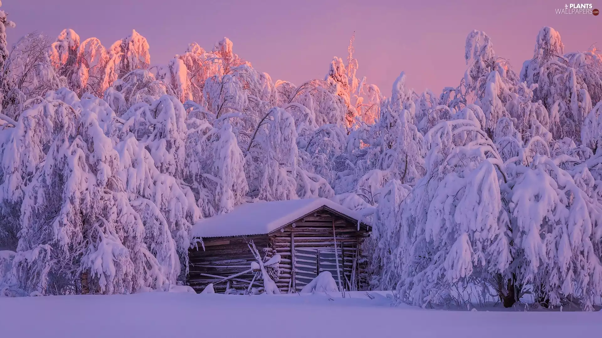 trees, winter, Wooden, cote, viewes, Snowy