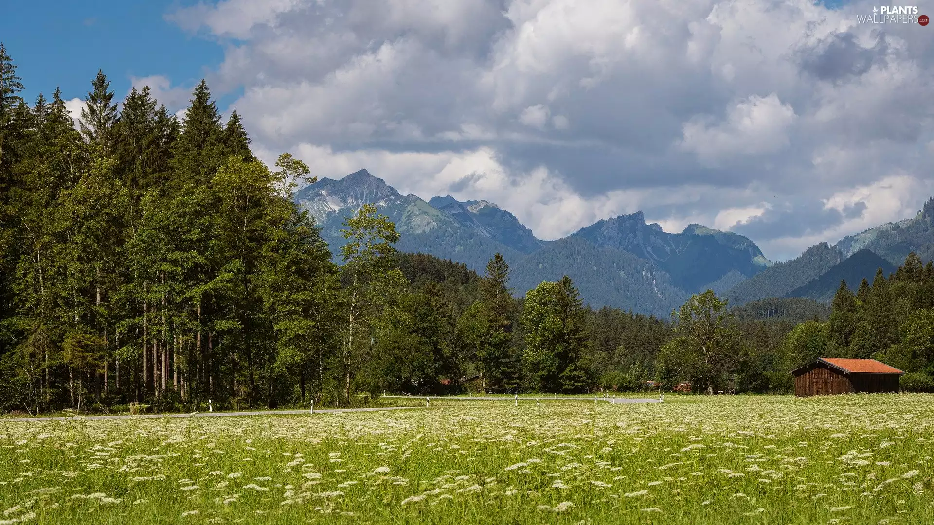 car in the meadow, Mountains, Meadow, Flowers, trees, viewes, cote, forest, house