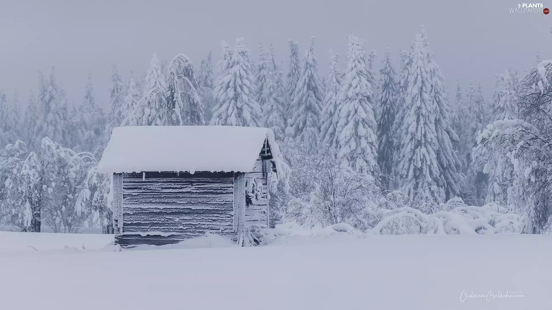 trees, winter, Wooden, cottage, viewes, Snowy