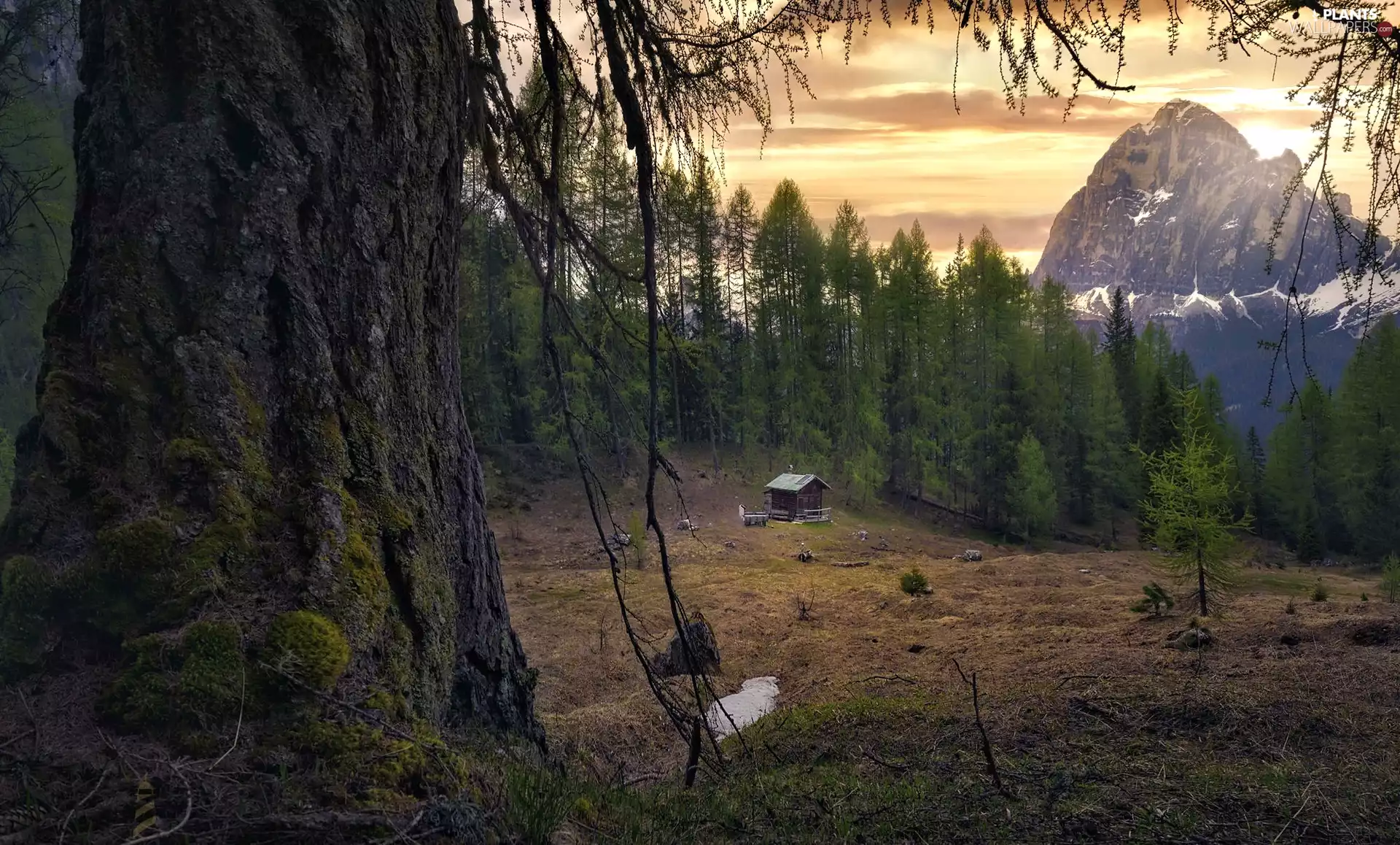 Cottage, Mountains, branch pics, car in the meadow, trees