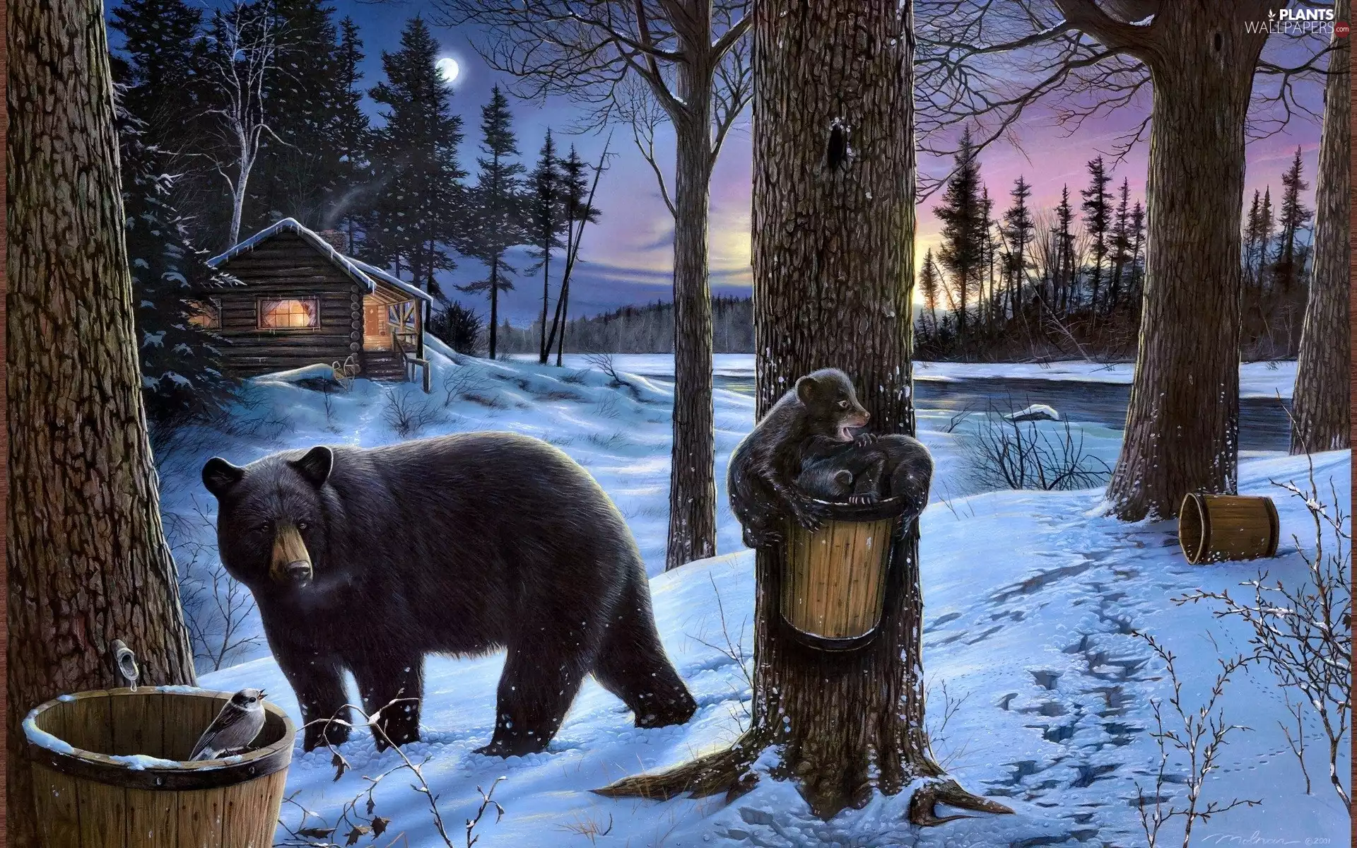 bears, snow, trees, Cottage, winter, birdies, viewes