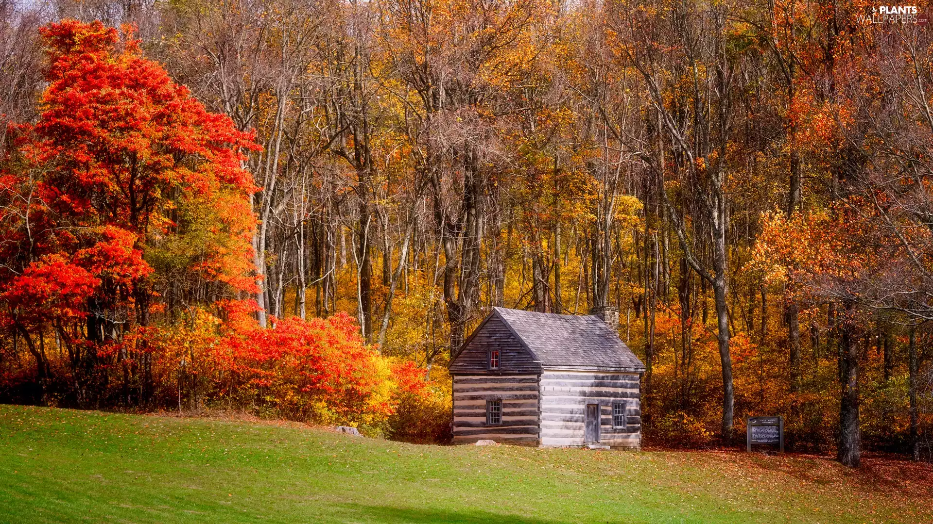 viewes, forest, Wooden, cottage, autumn, trees