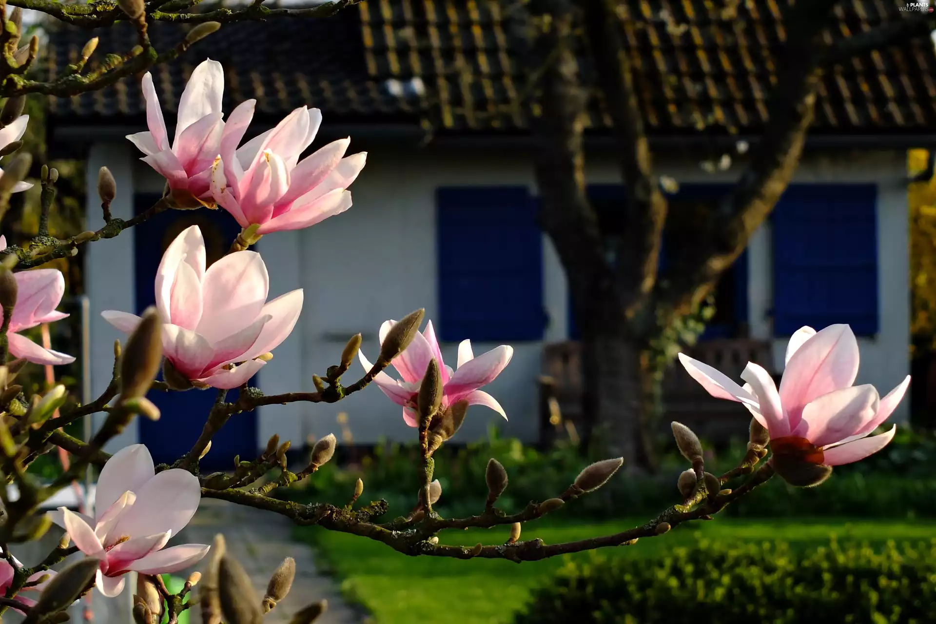 Spring, country, Flowers, house, Magnolia