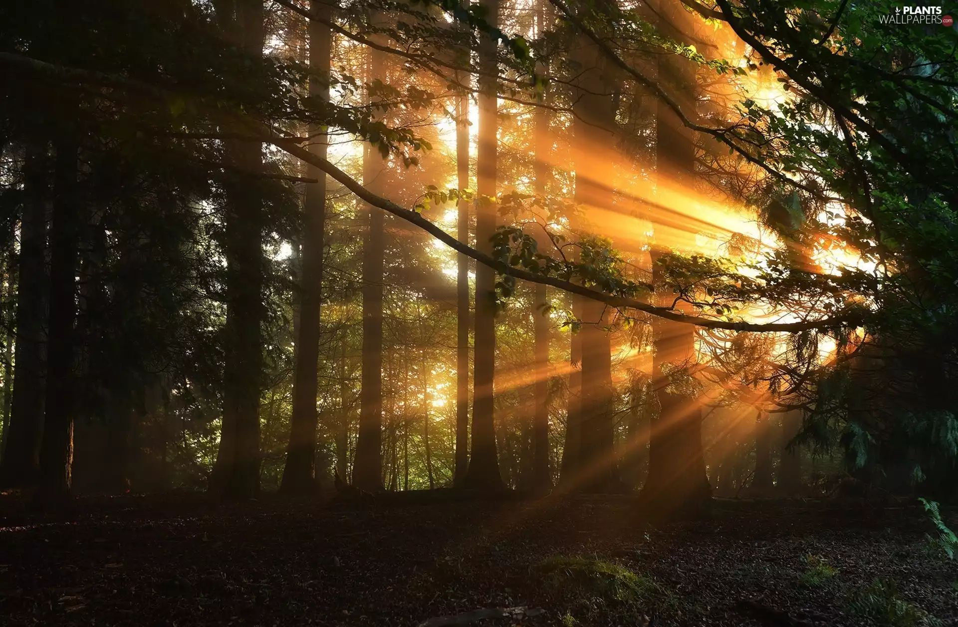 Spain, forest, rays of the Sun, Basque Country