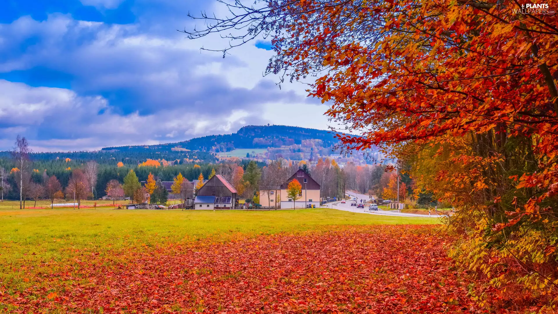 country, autumn, farm, Houses, fallen, Leaf, trees, viewes, Field
