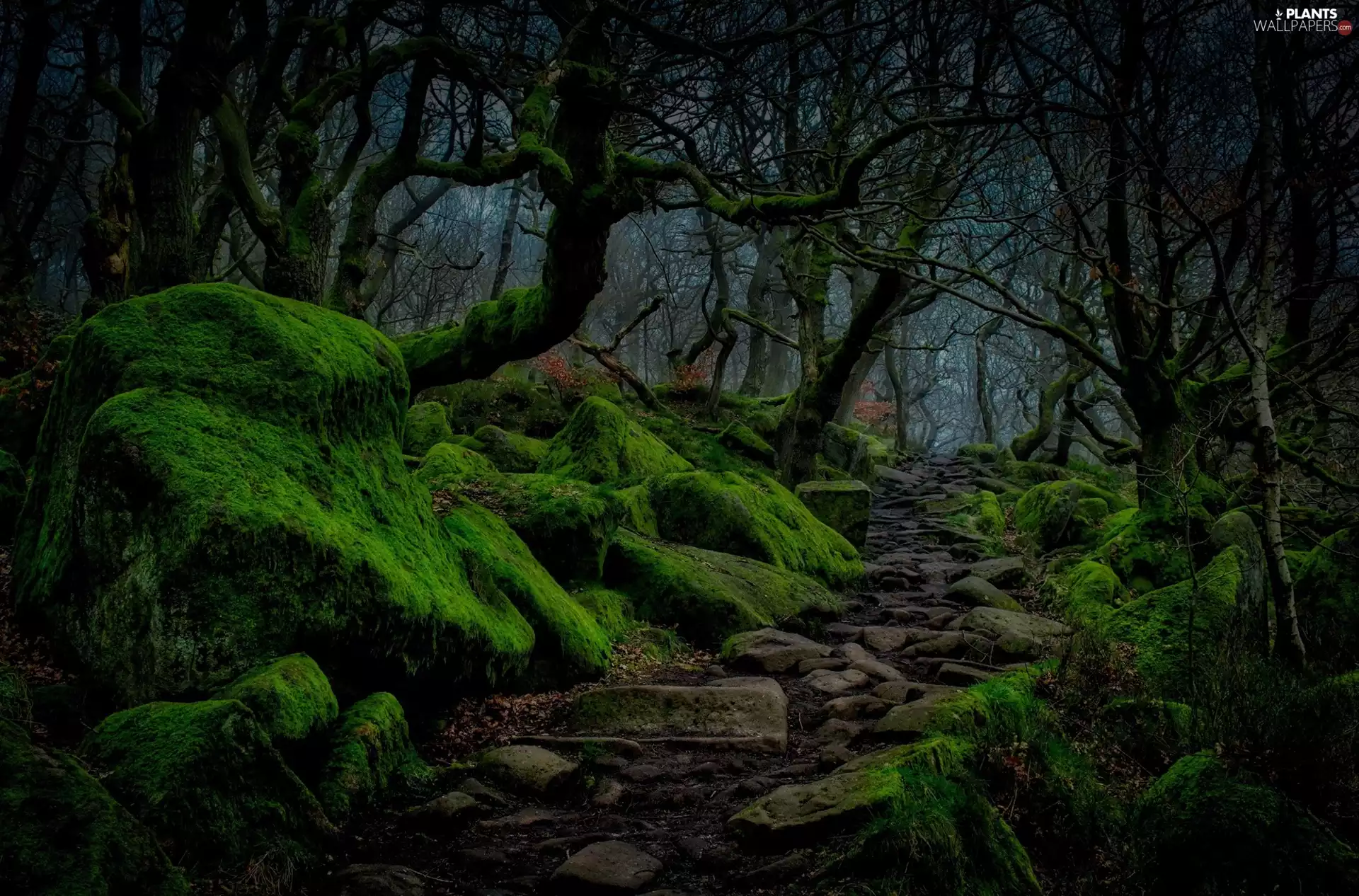 County Derbyshire, England, forest, trees, Path, Night, mossy, Stones, viewes