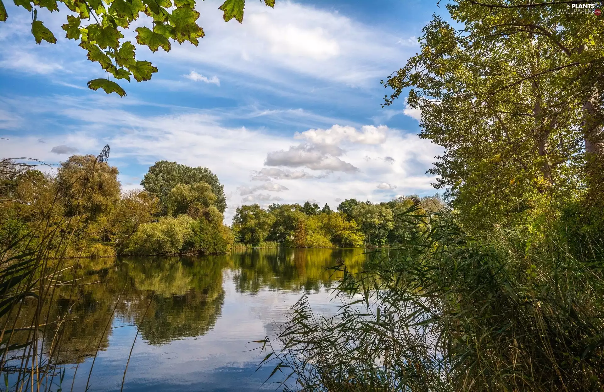 River, England, viewes, cane, trees, North Yorkshire County