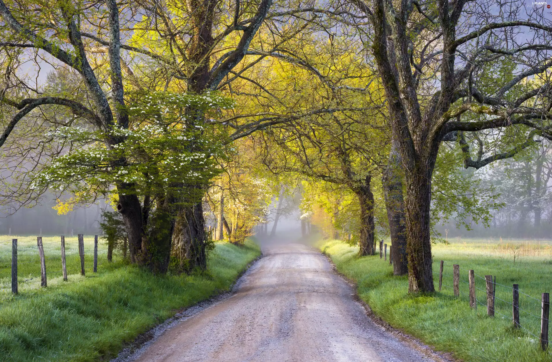 Great Smoky Mountains National Park, Cades Cove, viewes, Spring, trees, Tennessee State, The United States, Way