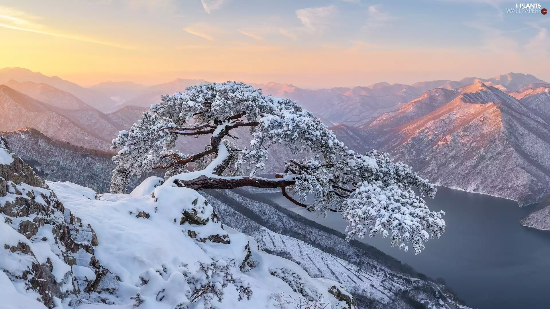 pine, A snow-covered, winter, River, Mountains