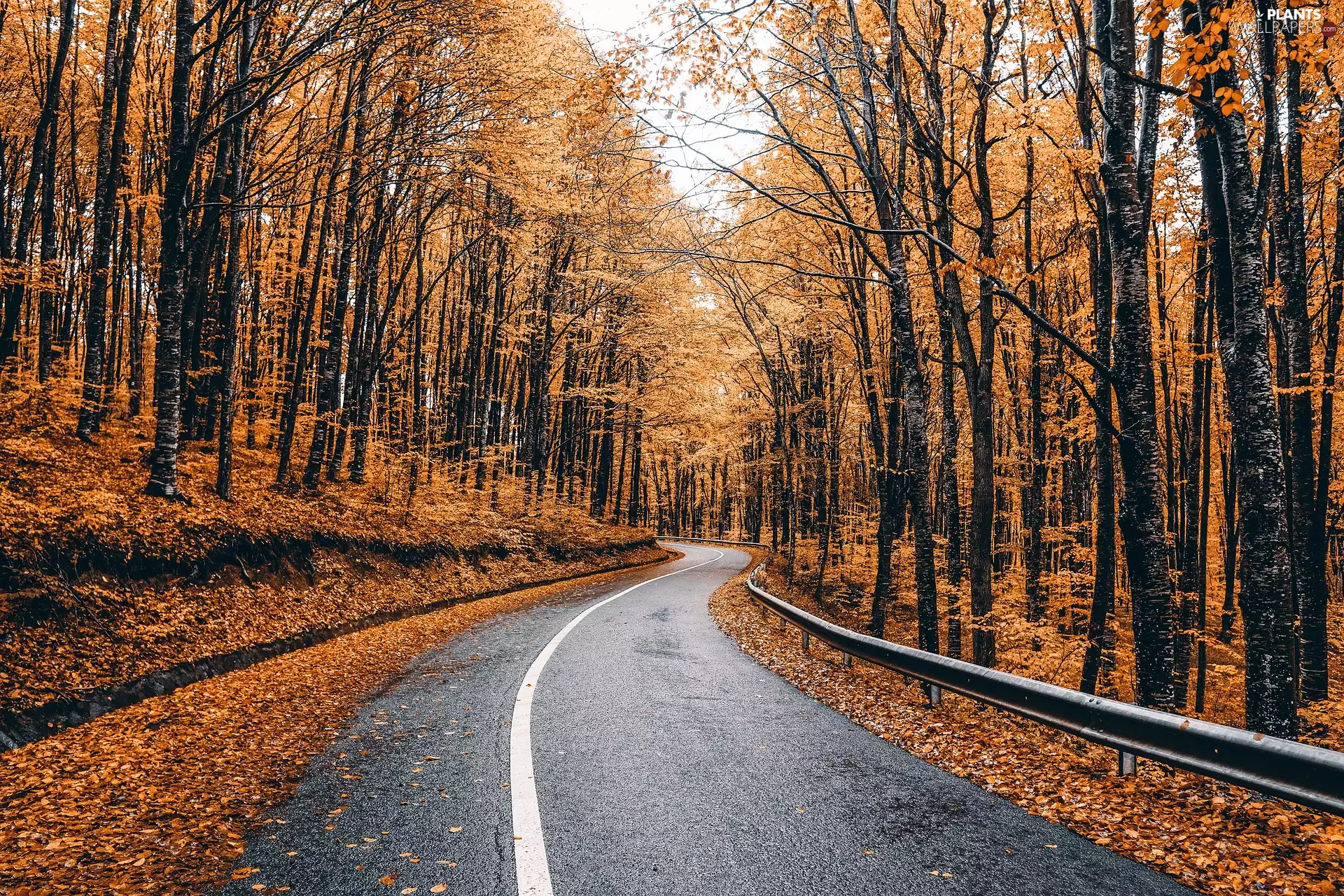 trees, Way, Leaf, crash barrier, viewes, autumn