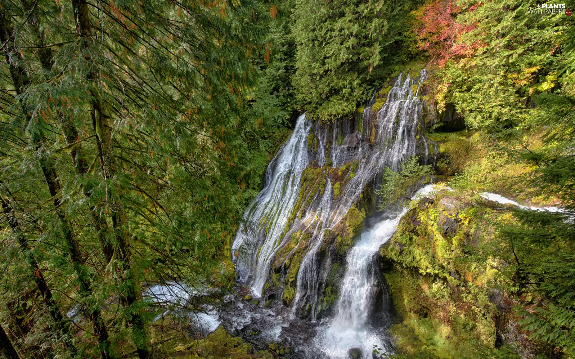 viewes, waterfall, The United States, Panther Creek Falls, Washington State, trees, forest, Gifford Pinchot National Forest