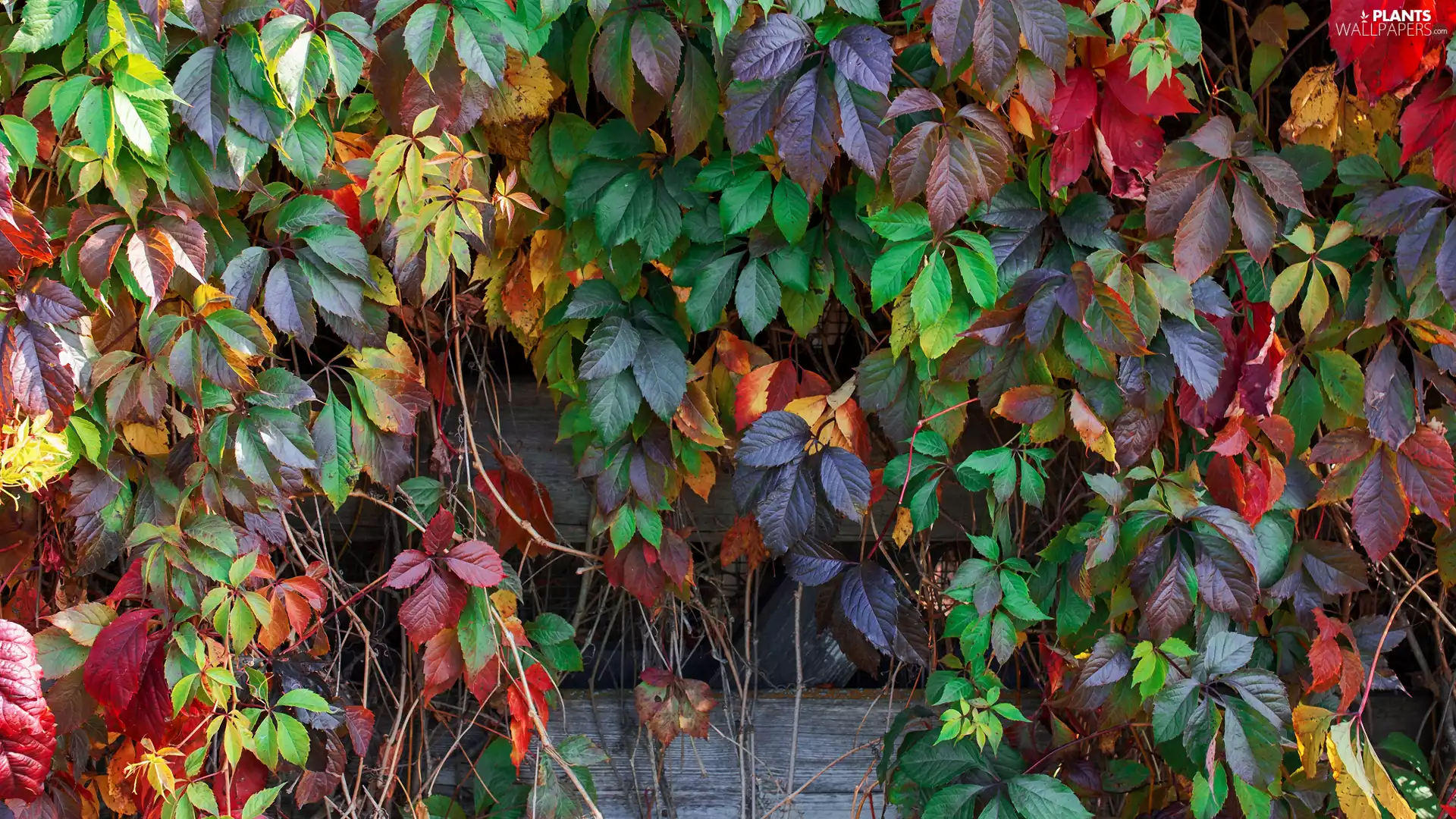 Virginia Creeper, Different colored, Leaf
