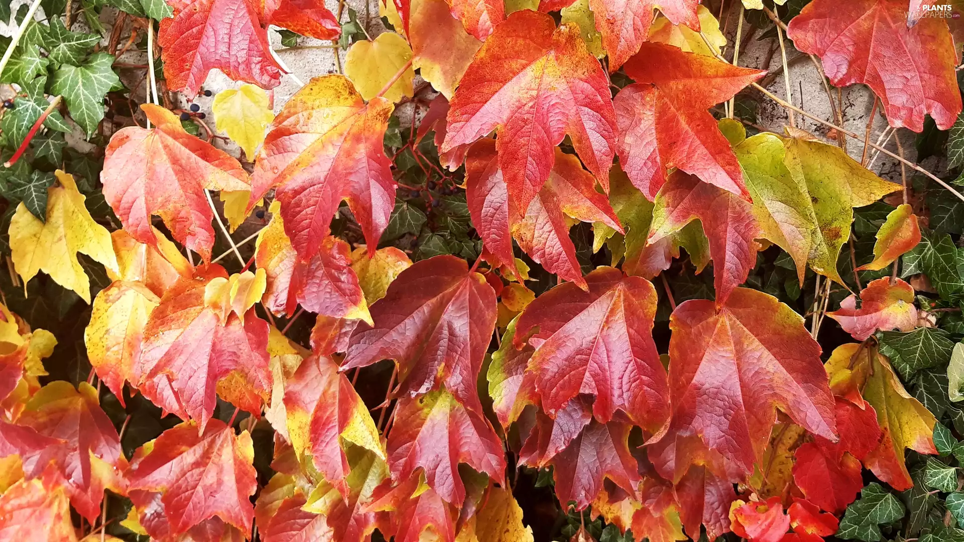 Yellow, Leaf, Virginia Creeper, Red, Woodbine