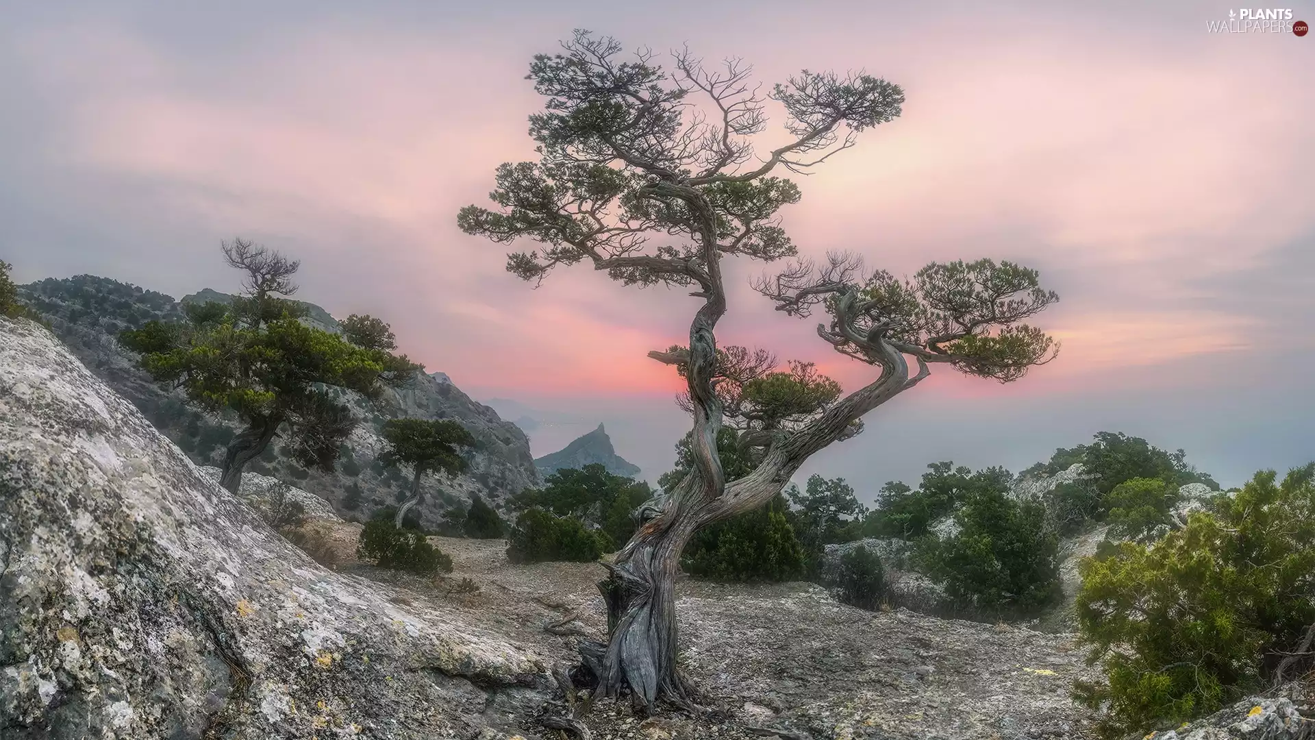 pine, trees, Black Sea, viewes, rocks, Fog, Crimea
