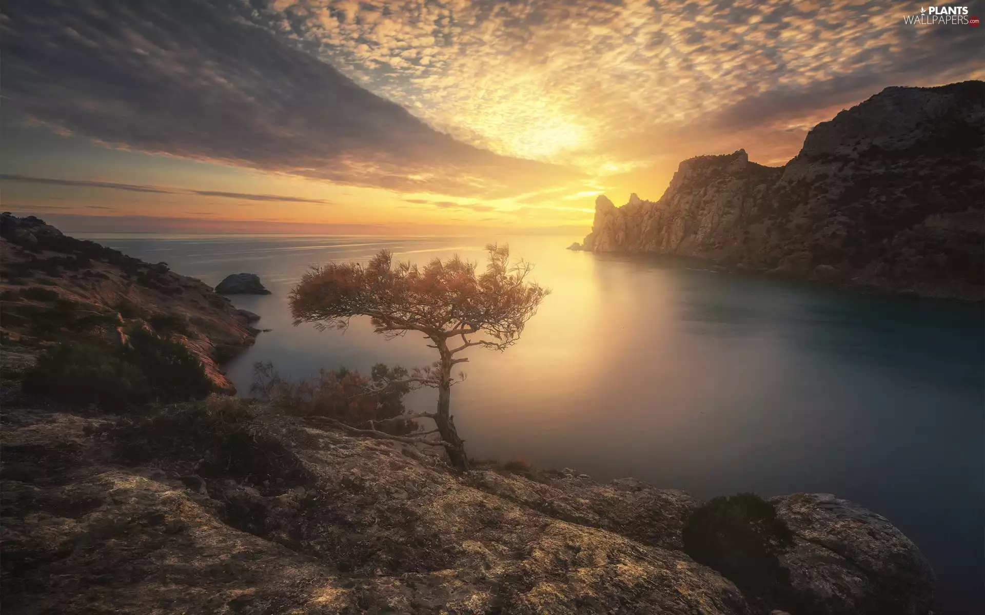 pine, rocks, Great Sunsets, Coast, sea, clouds, Crimea
