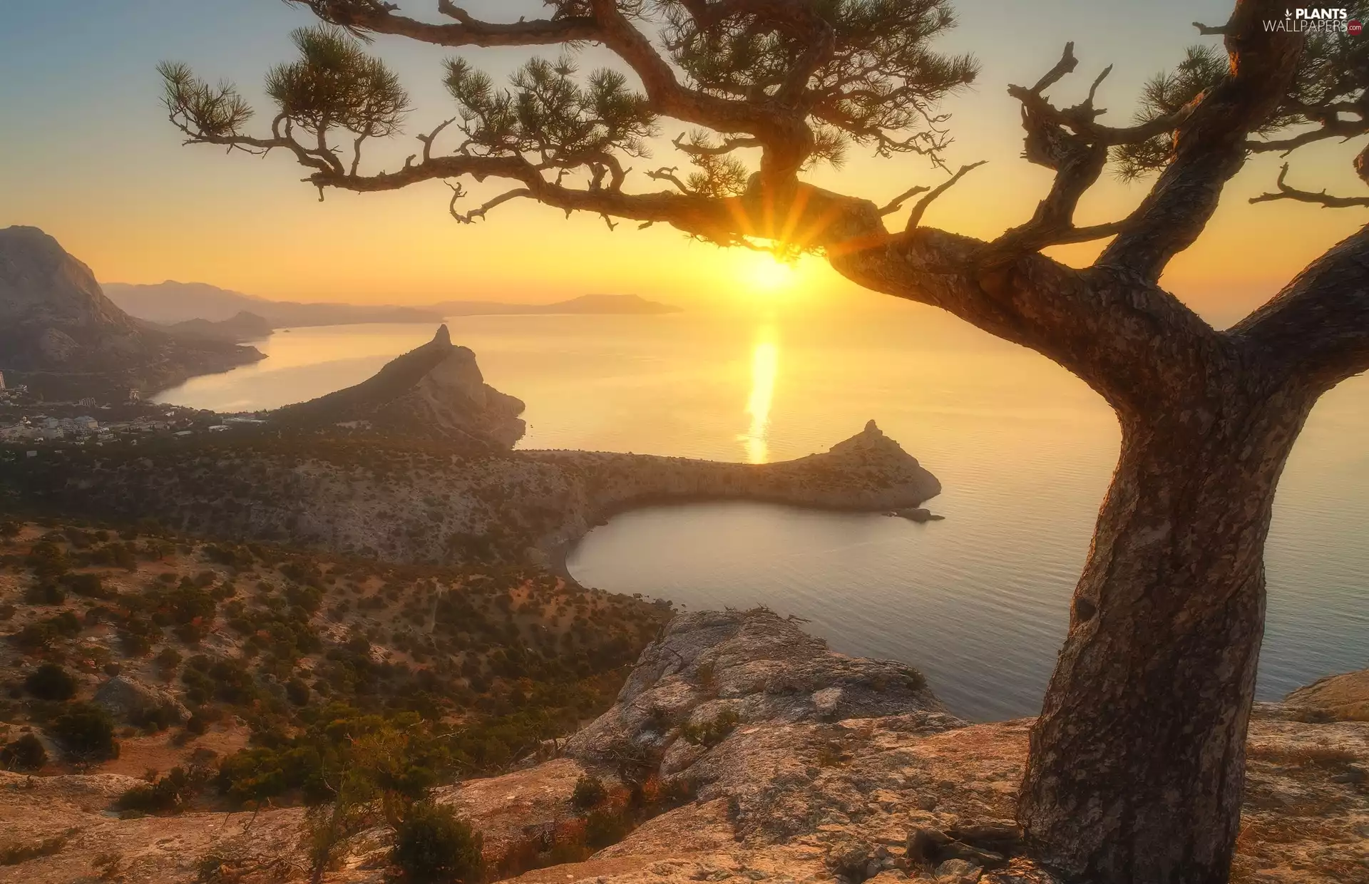 rocks, Sunrise, pine, Coast, Black Sea, trees, Crimea