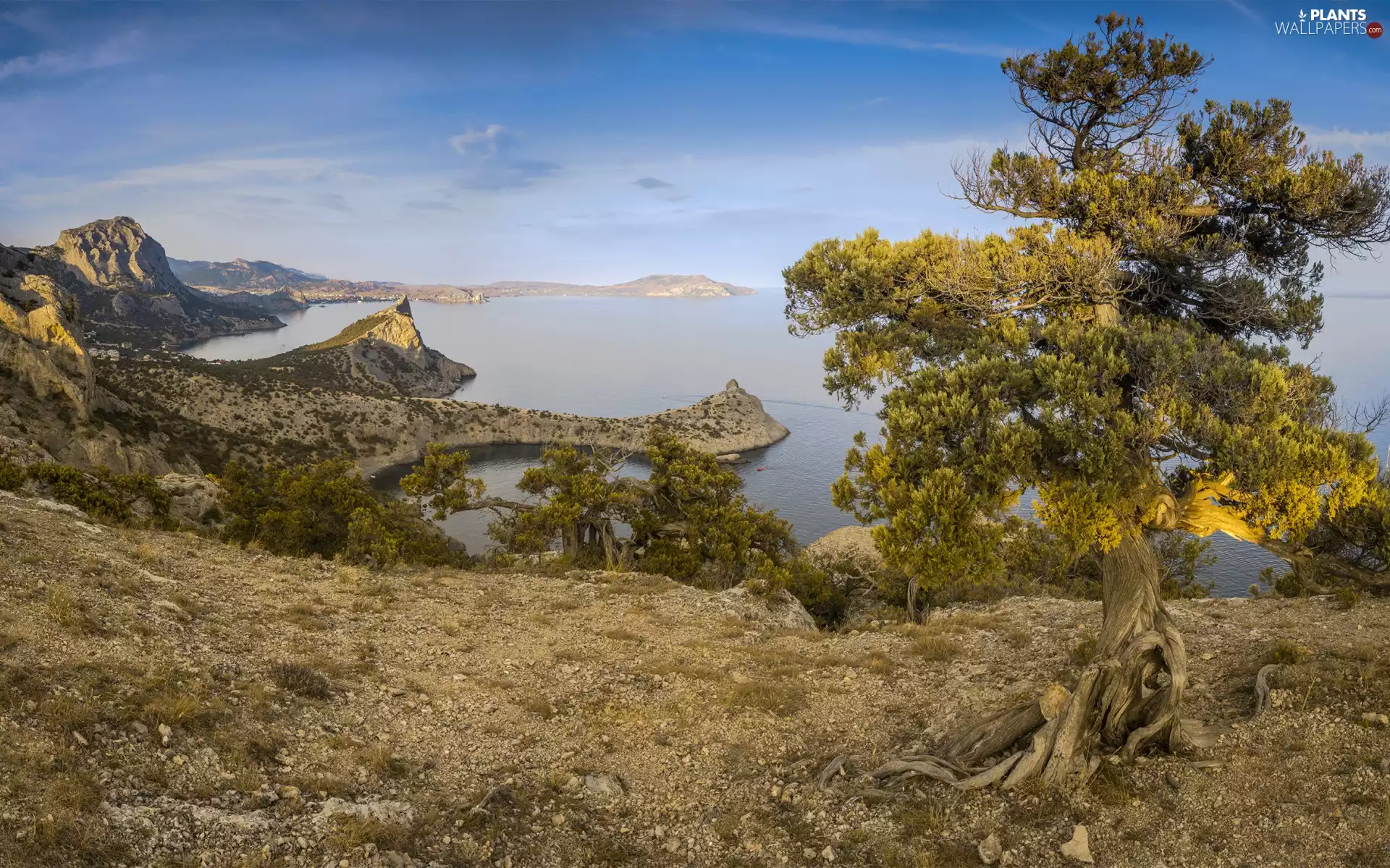 viewes, Coast, VEGETATION, trees, Black Sea, pine, Crimea