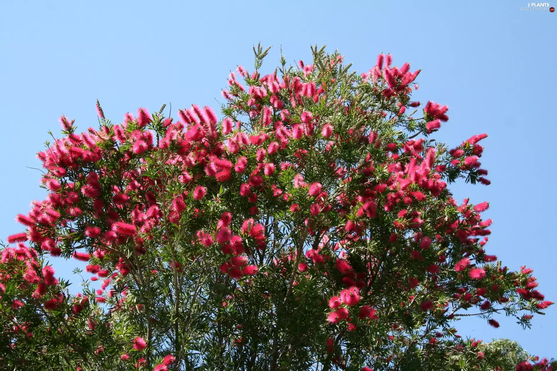 Crimson Bottlebrush, Bush