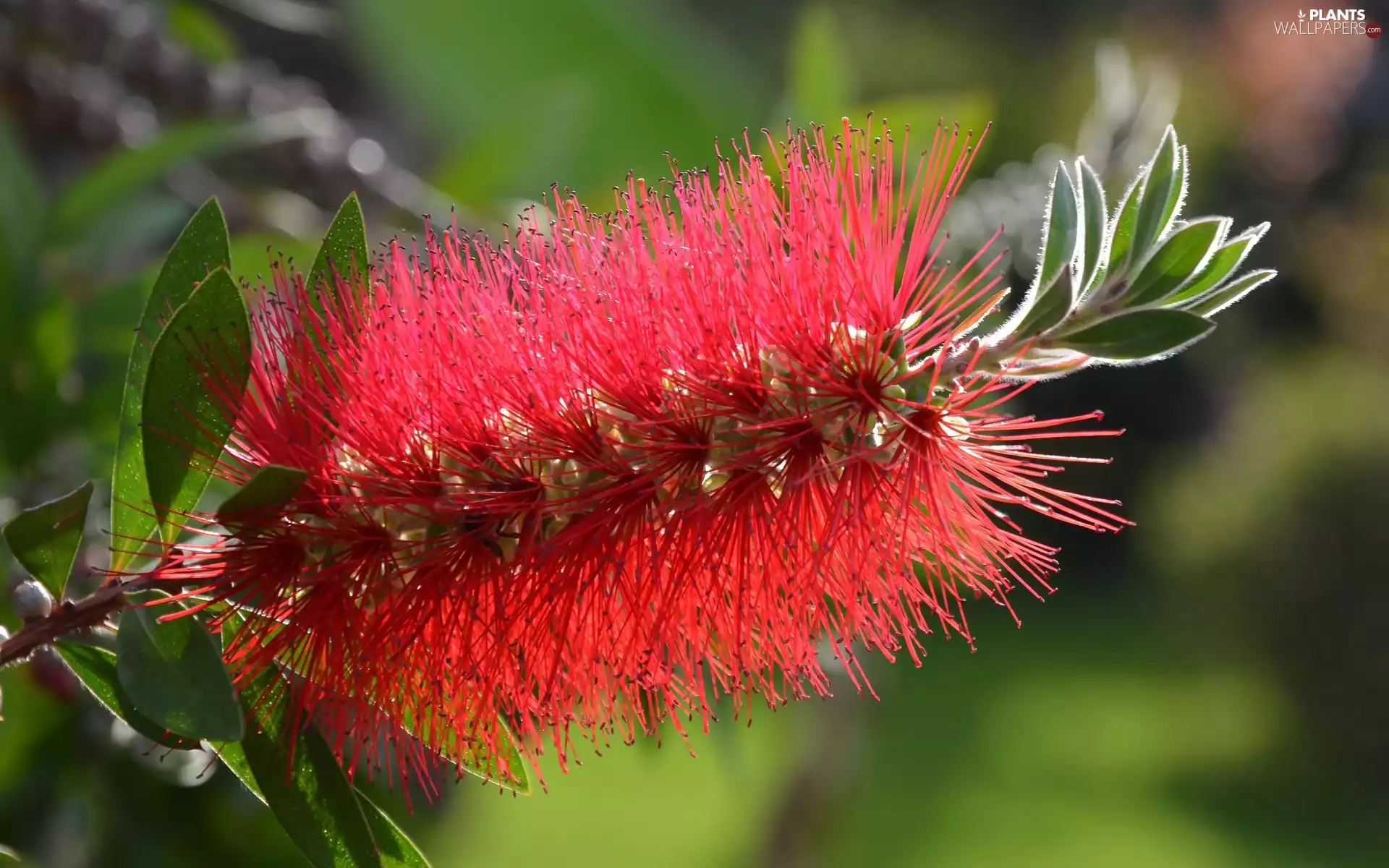 Red, Colourfull Flowers, Crimson Bottlebrush, exotic